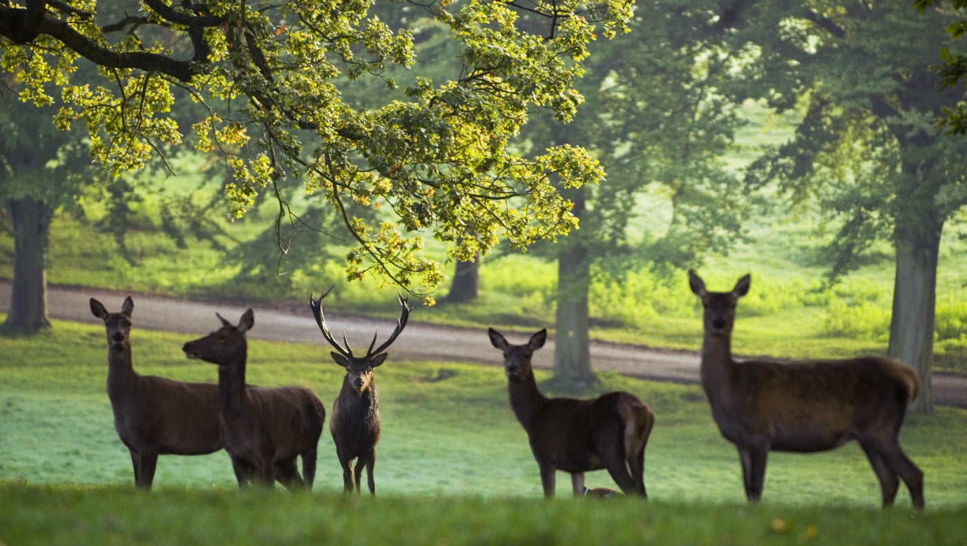 A group of deer in Studley Royal deer park, Yorkshire