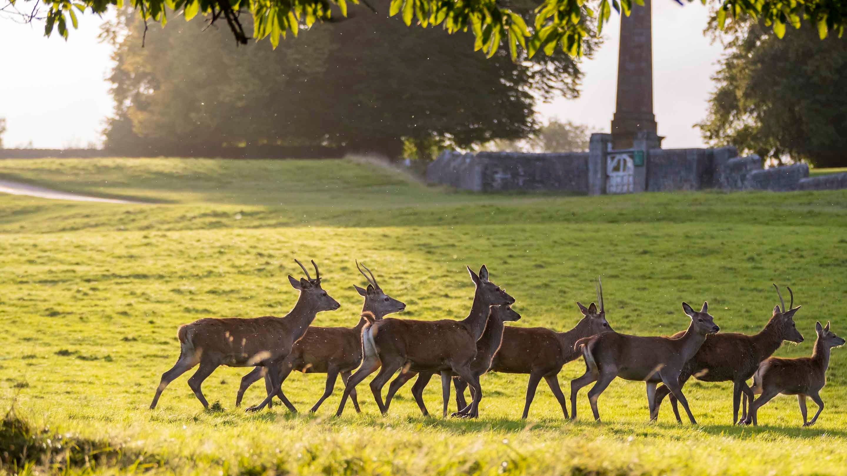 A herd of deer on grass with a stone monument in the background