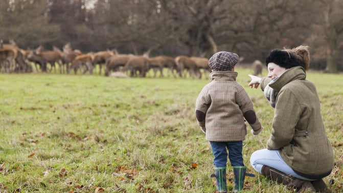 Visitors in the grounds of Studley Royal Deer Park at Christmas time, watching the deer in the distance munching through their winter feed