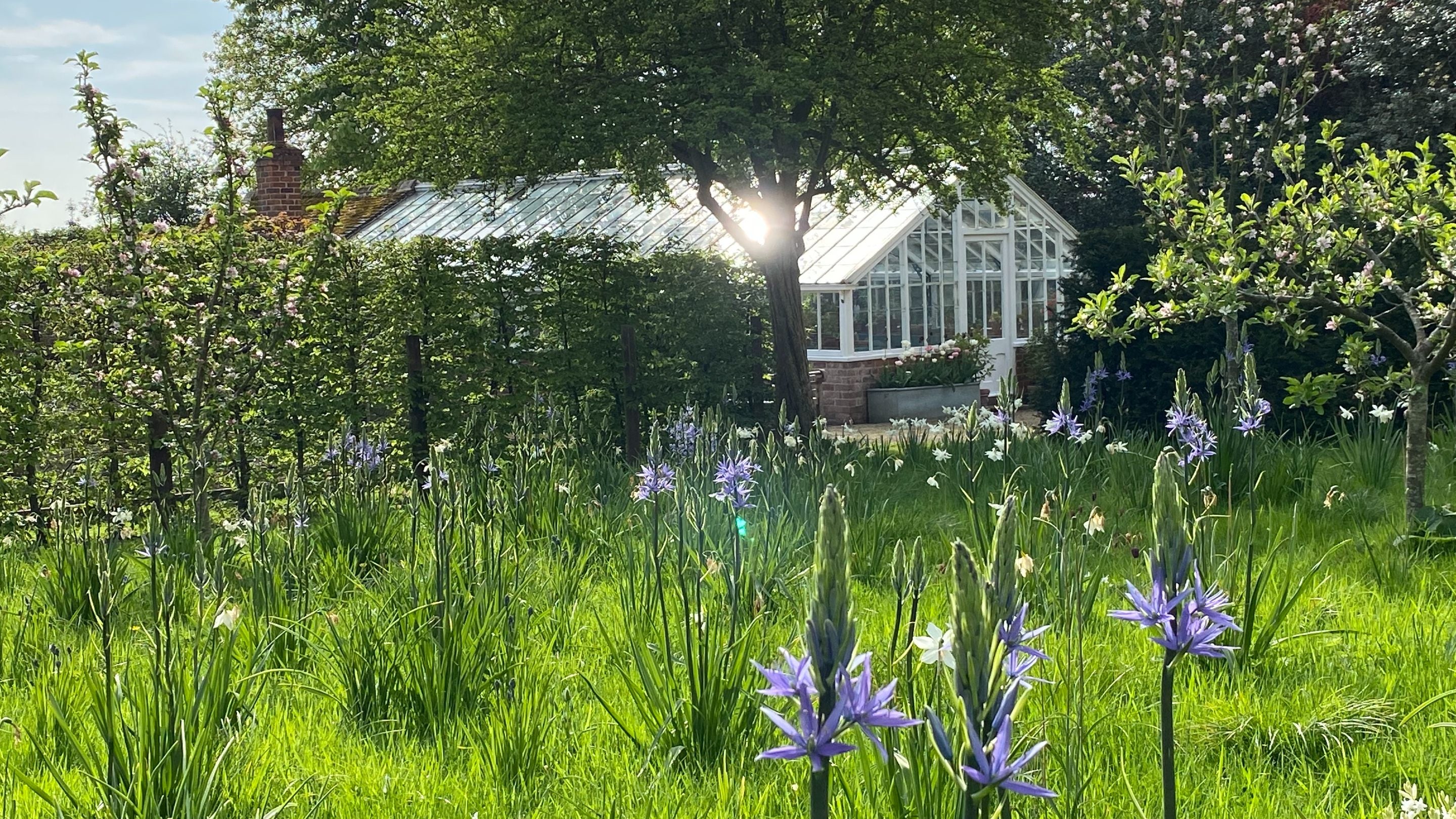 Blue Camassias in grass under fruit trees with a glasshouse in the distance
