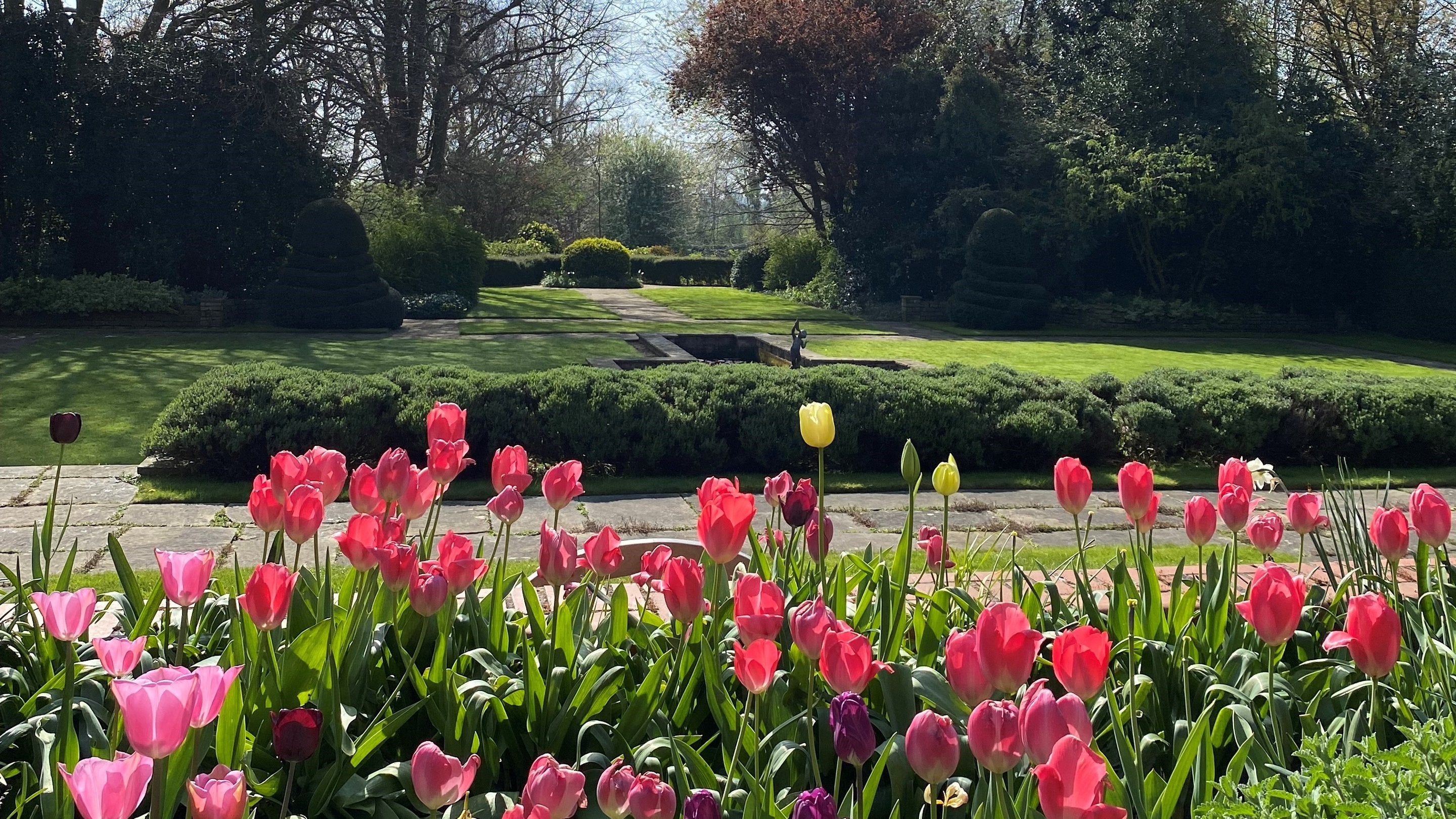 Tulips in the foreground with lawn and a formal pond beyond