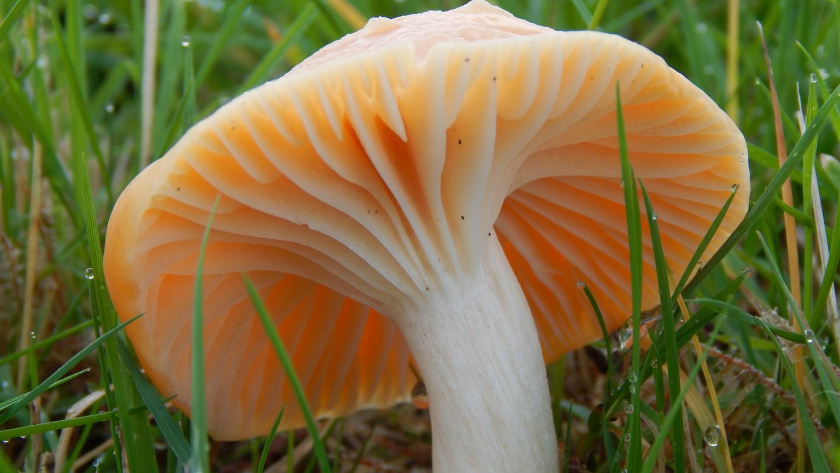 Meadow Waxcap Fungi in ancient grassland at Hardcastle Crags