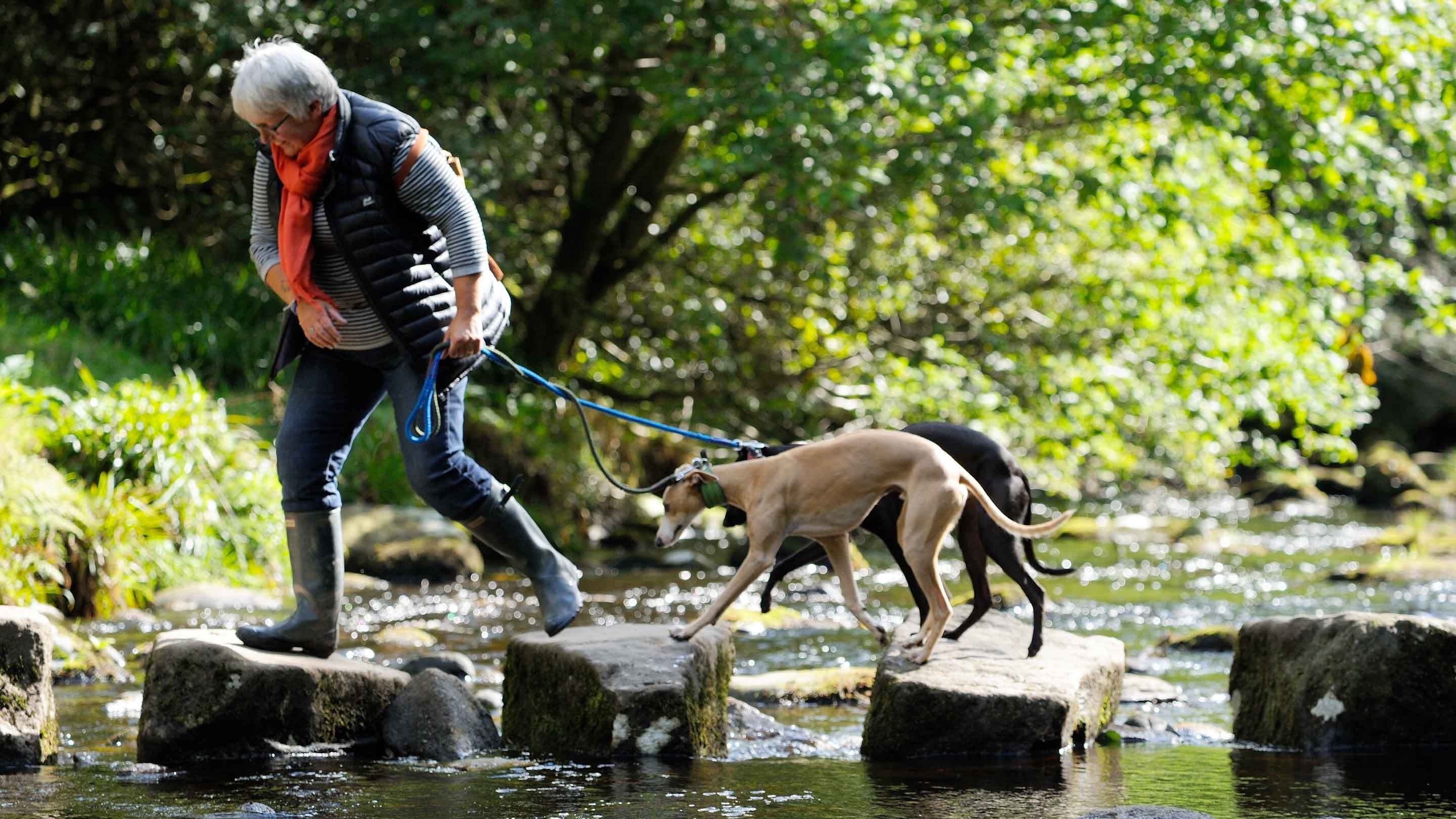 A visitors walking over stepping stones across a river with her dogs at Hardcastle Crags