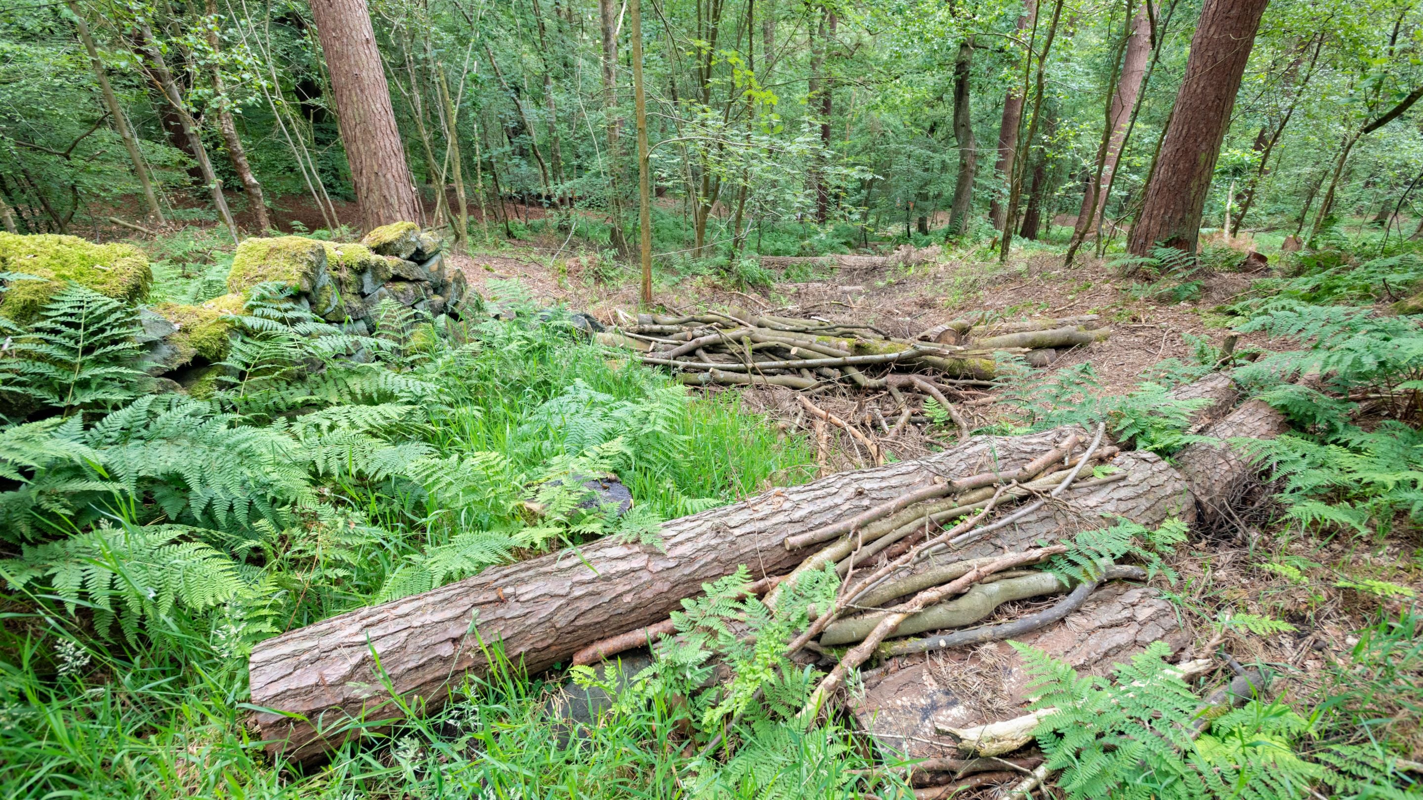 A tree trunk laying on the ground at Hardcastle Crags, Yorkshire