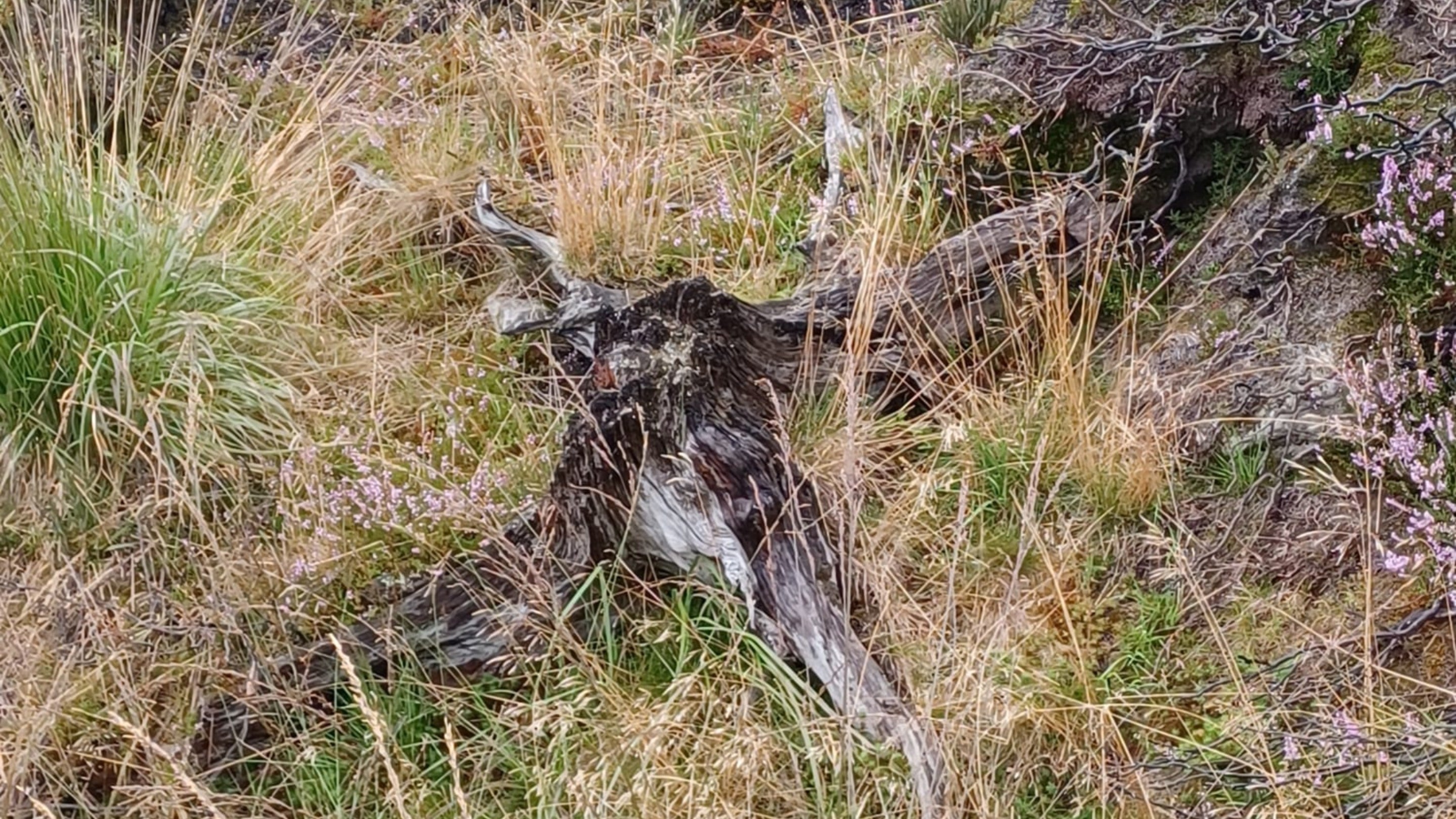 Craggy tree stump in moorland foliage