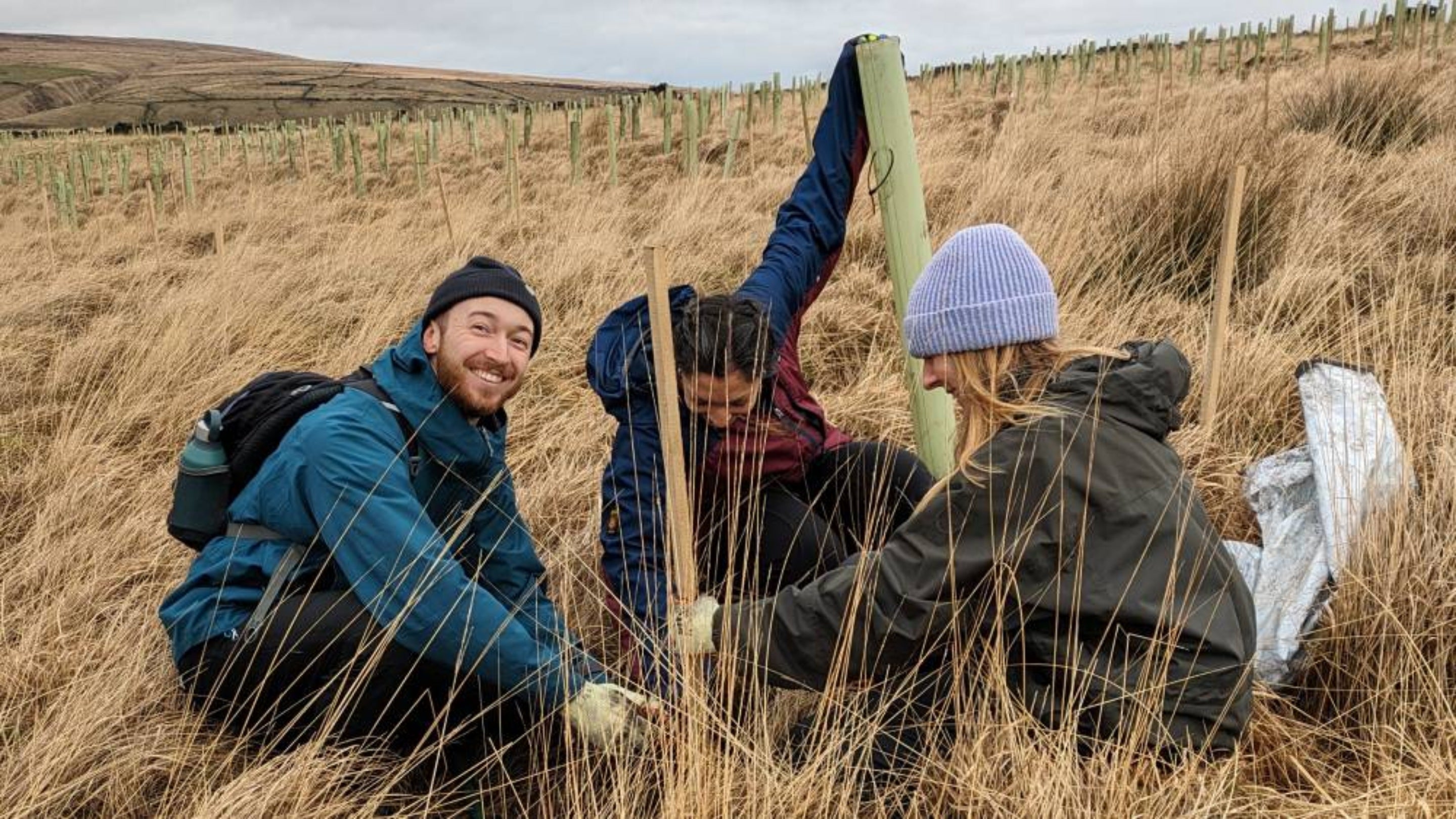 Three people out on Marsden moor are squatting down in the moorland grasses, planting a tree