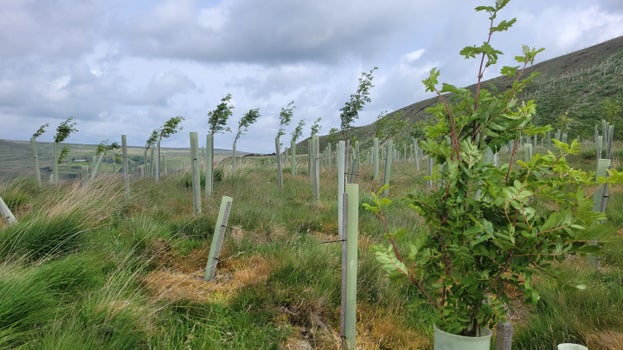 Saplings in plastic tubes on a hillside, with foliage coming out of the top
