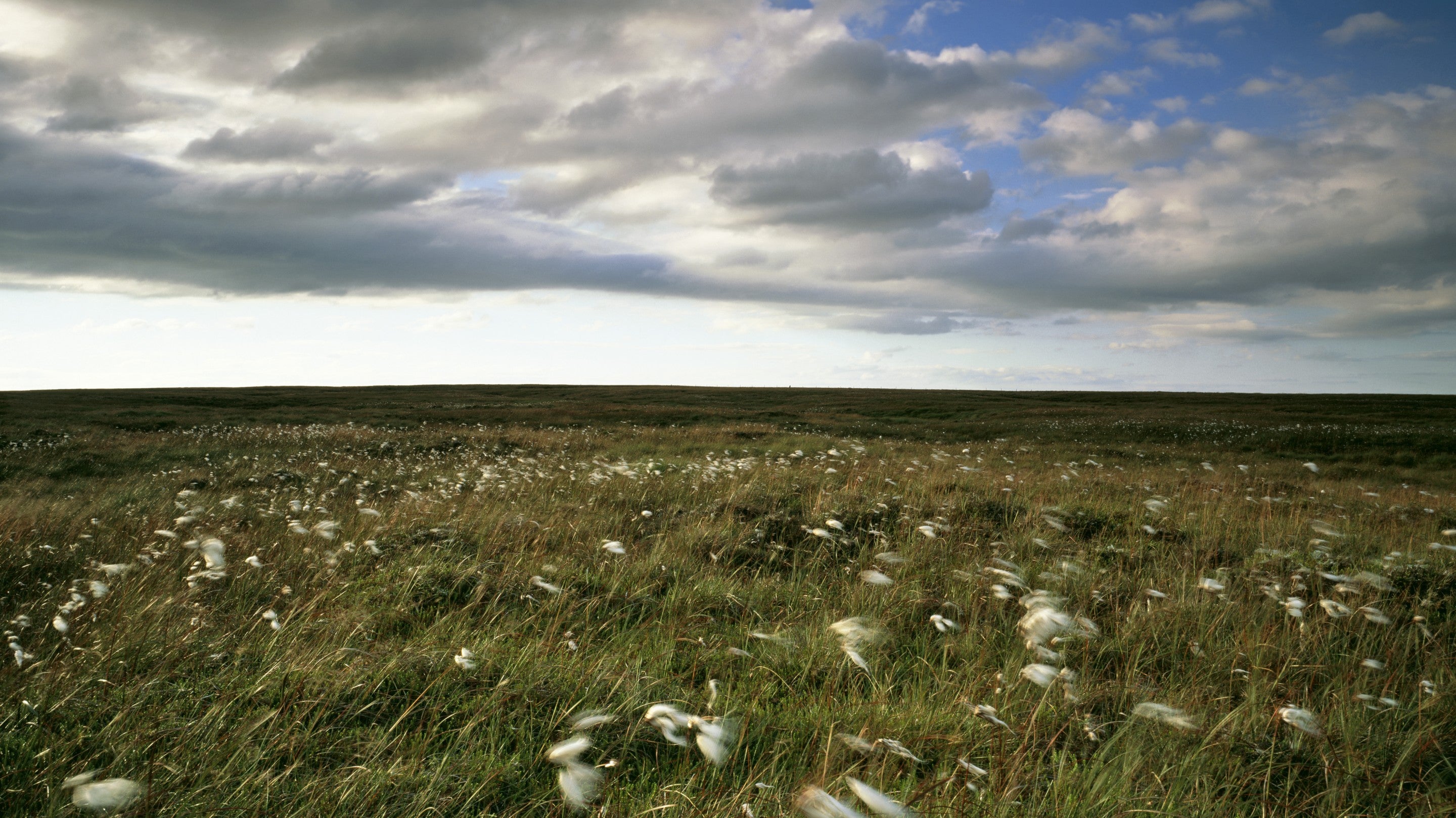 Close view of cotton grass in flower on Buckstones Moss at the northern edge of Marsden Moor, West Yorkshire