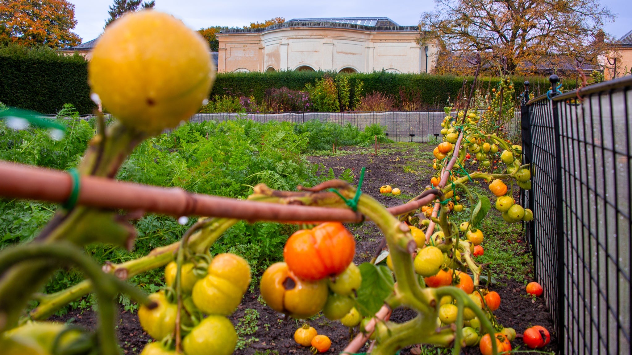 Autumn Gardens at Nostell with Seasonal Crops