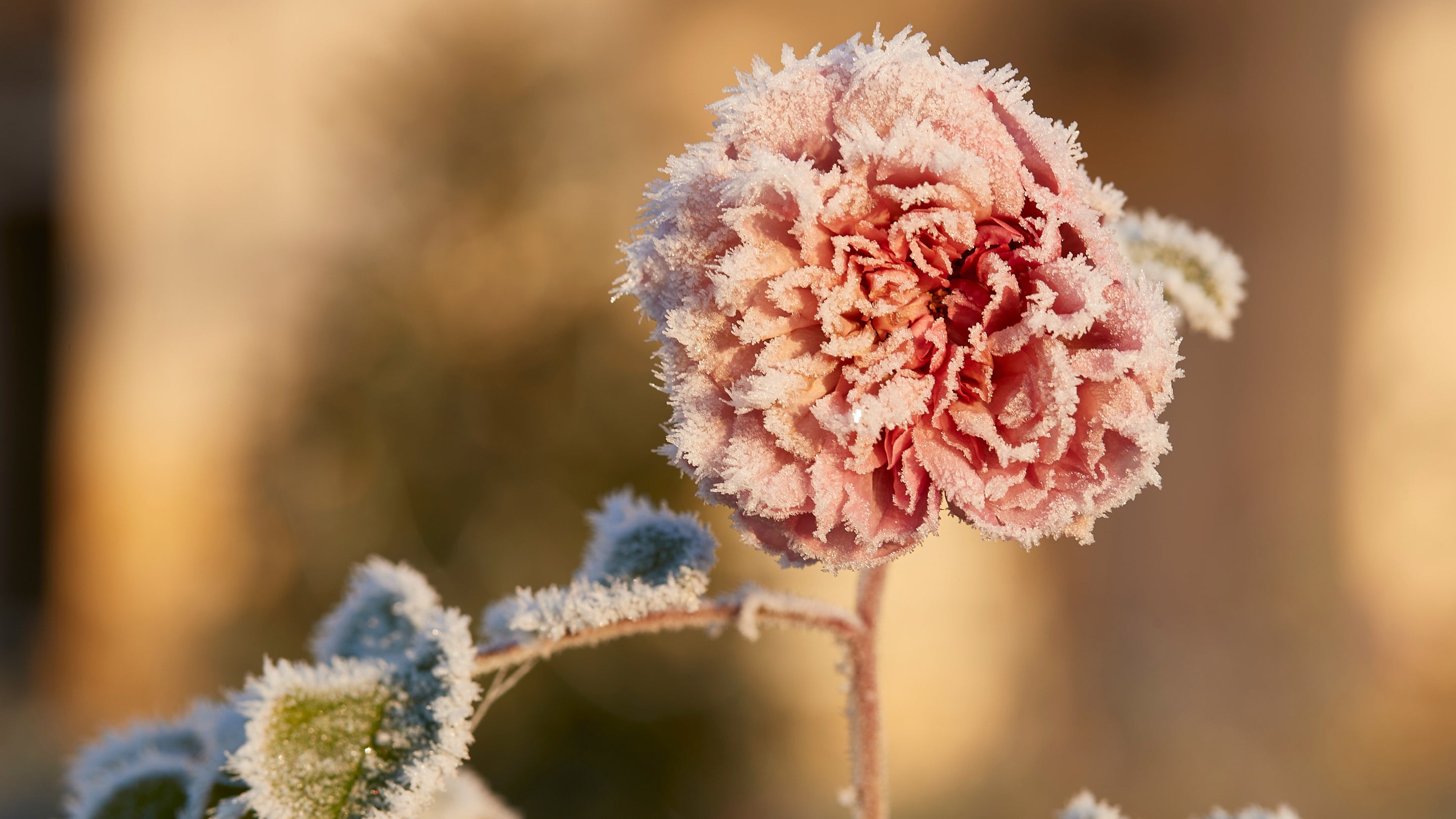 Frost covered rose in the Kitchen Garden at Nostell in Winter