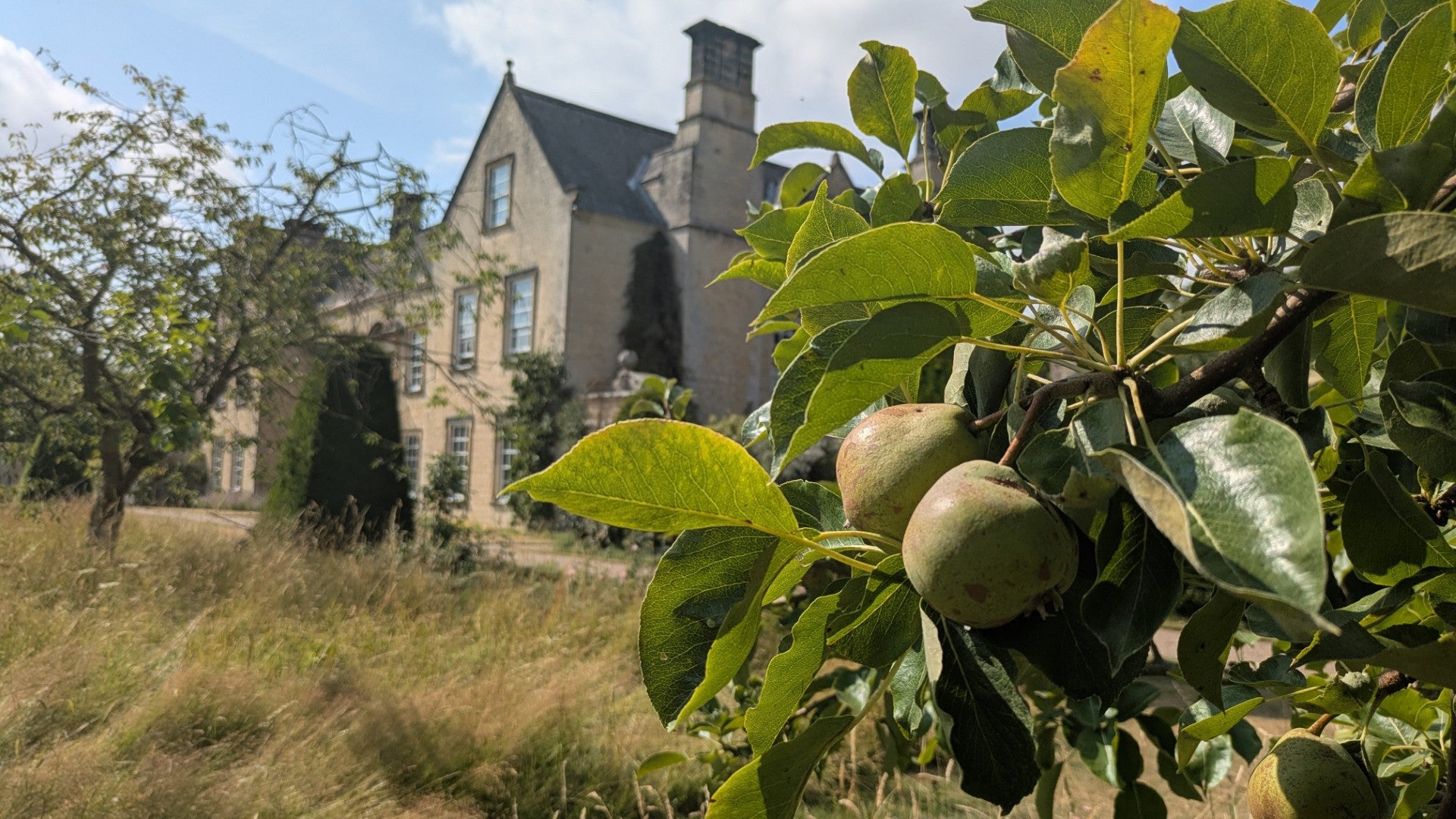 Pears in the pear orchard at Nunnington