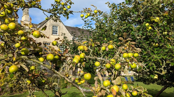 Lots of apples on a tree with glimpes of a lawn and house through the branches