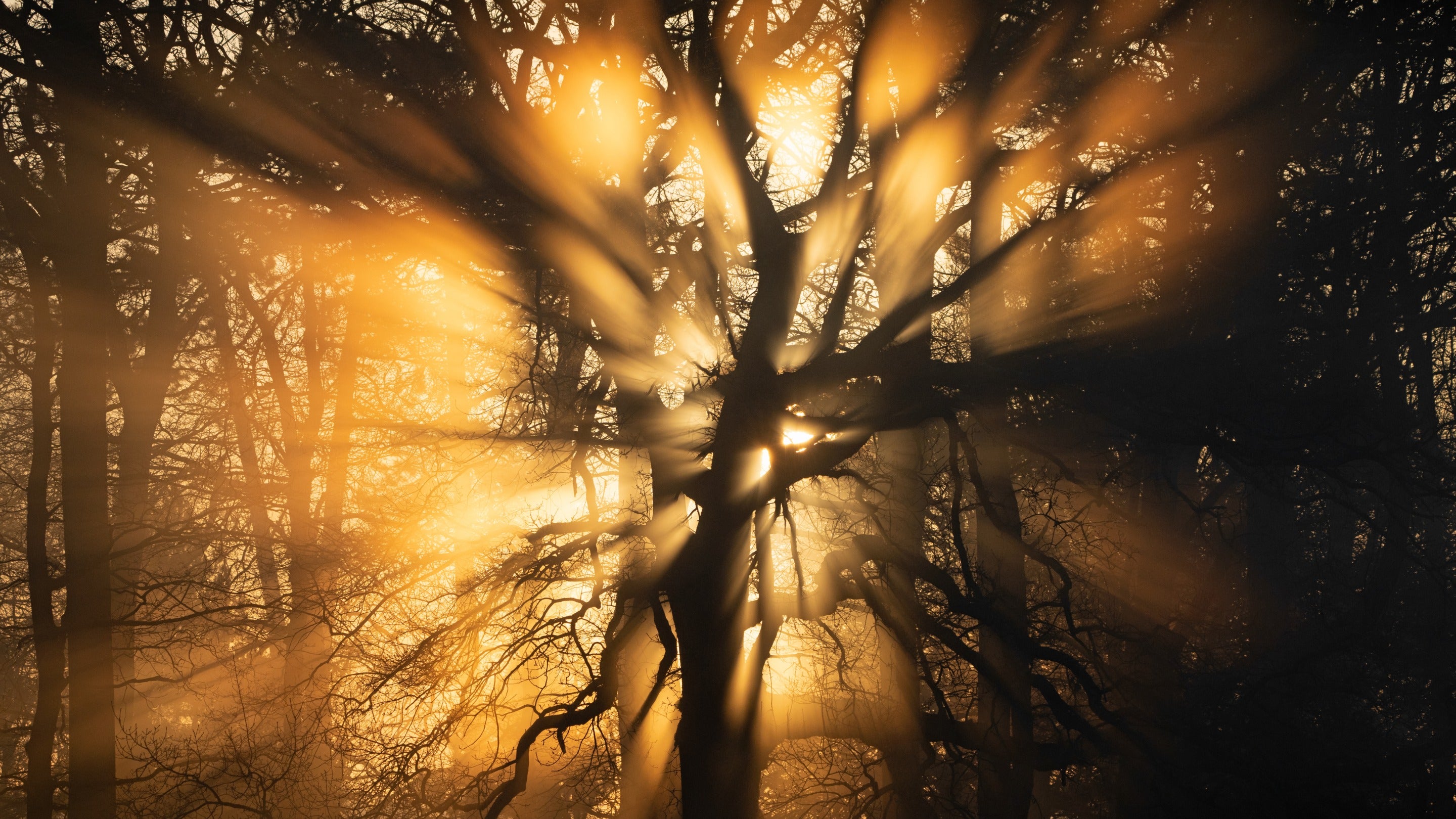 Beams of sunlight shine through tree branches with a soft orange glow
