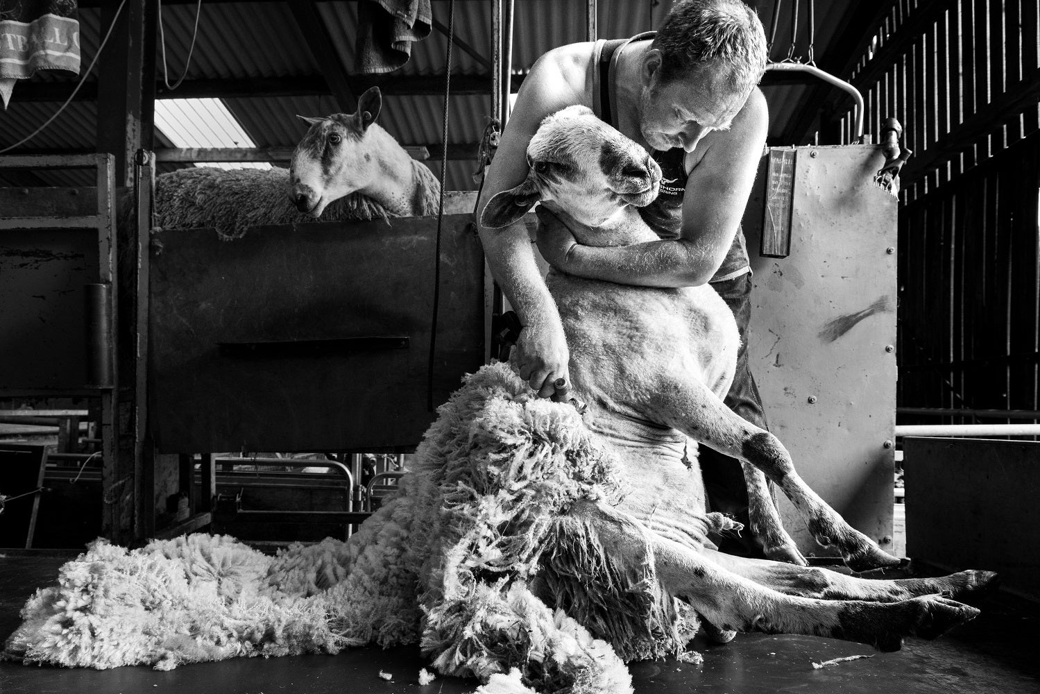 Black and white photo of a farmer shearing sheep in Bransdale