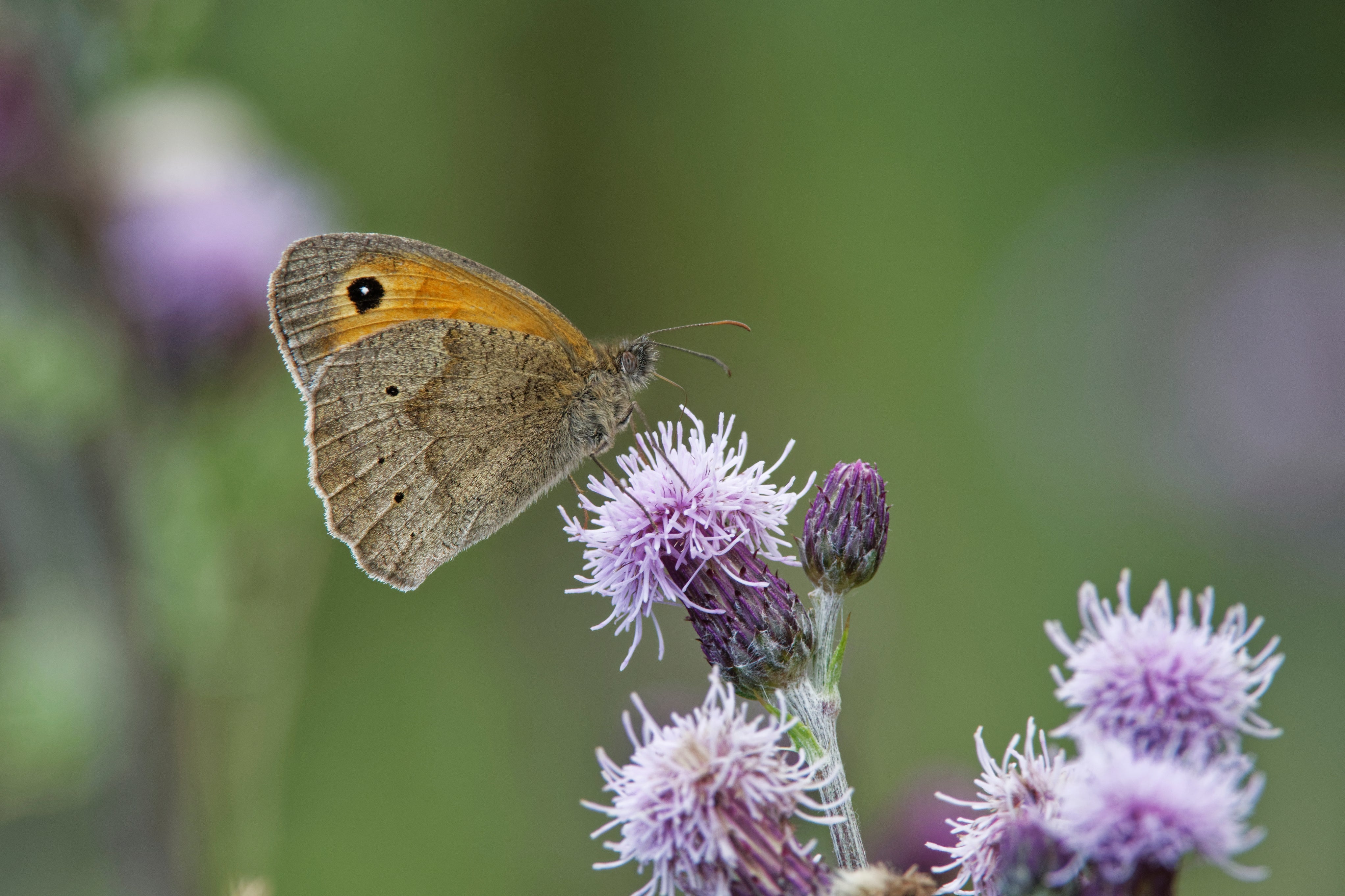 Meadow brown at Holnicote Estate, Somerset