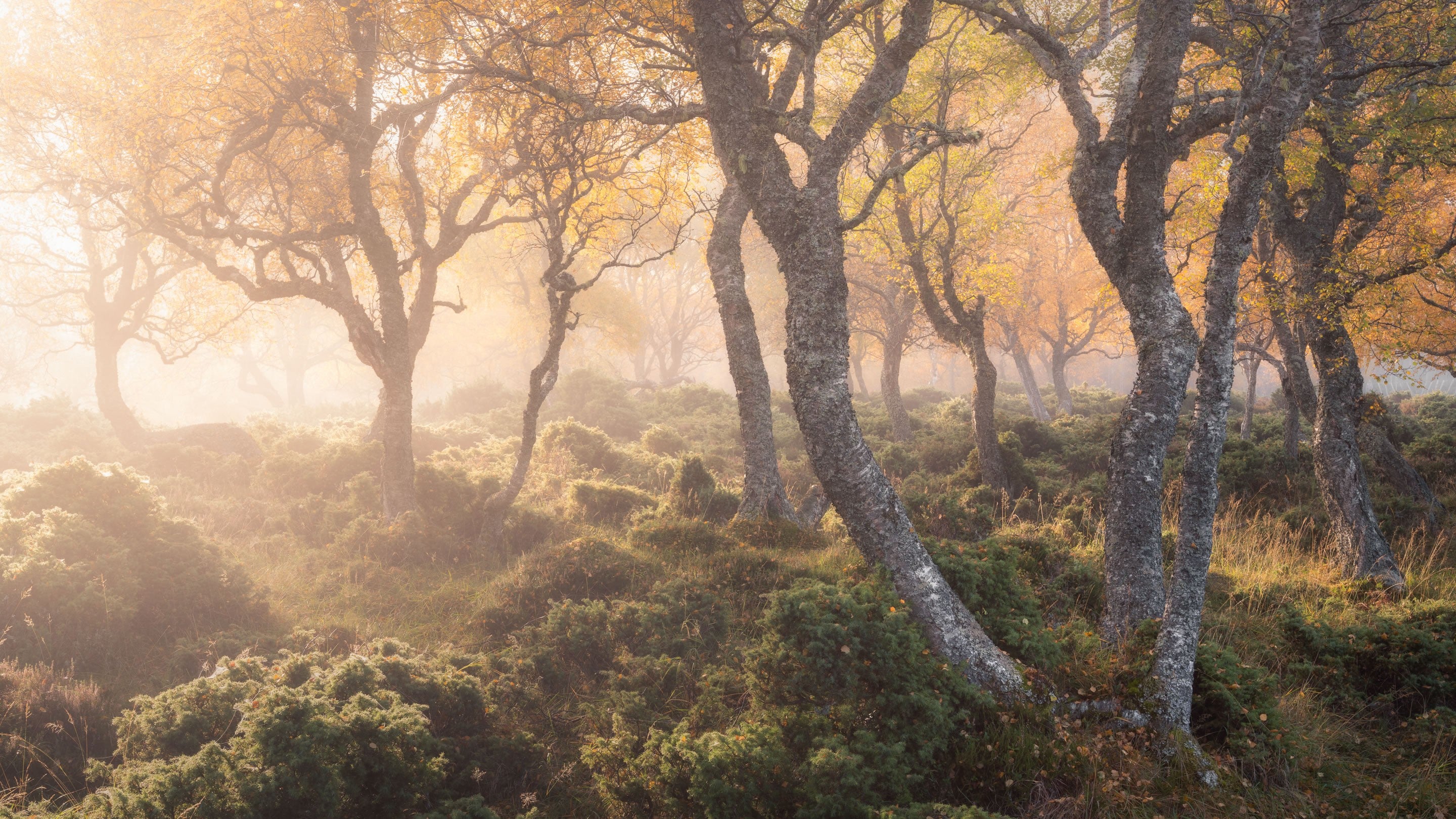 Trees in warm colours backlit by the sun amongst lots of green vegetation