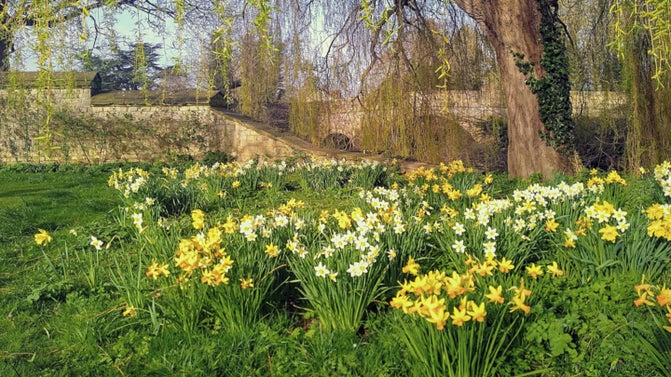 View towards a small bridge with lots of daffodils in flower and a weeping willow
