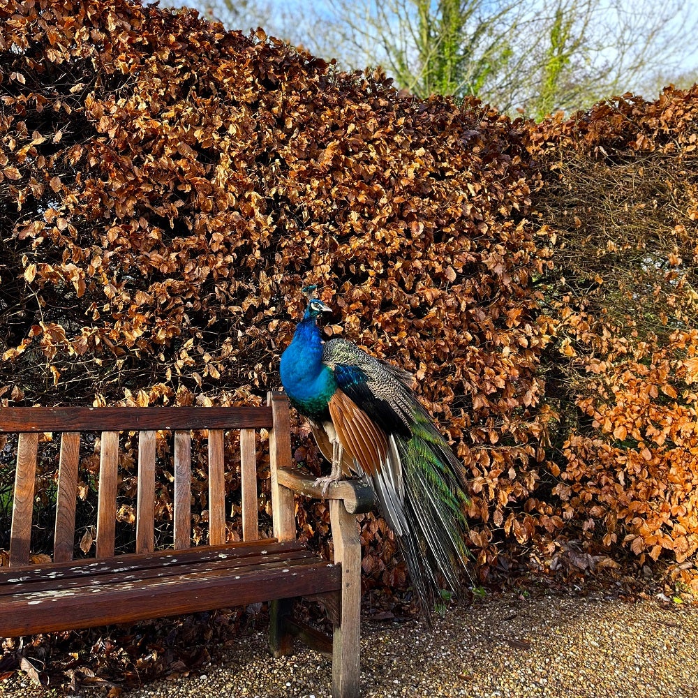 Peacock at Nunnington Hall in January