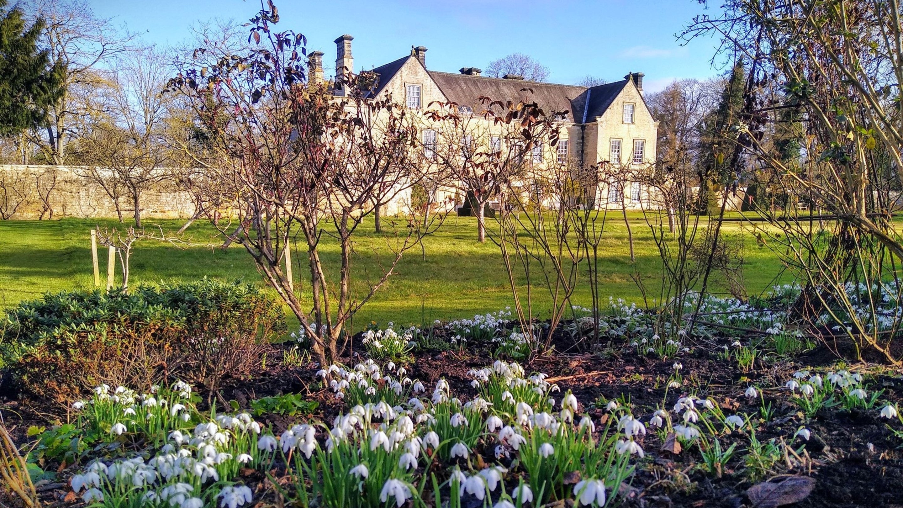 Snowdrops in the orchard at Nunnington hall with the house in background