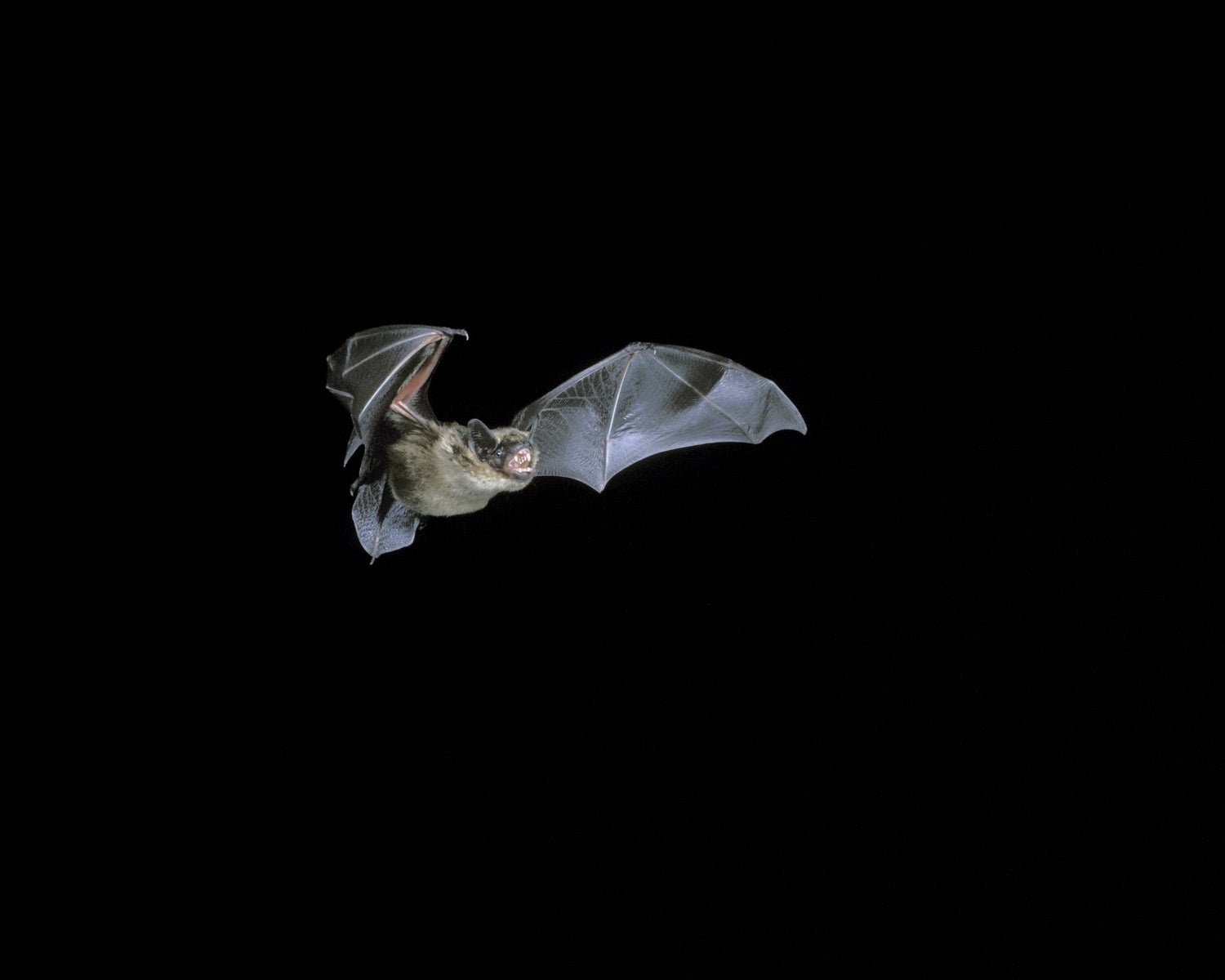 Serotine bat in flight