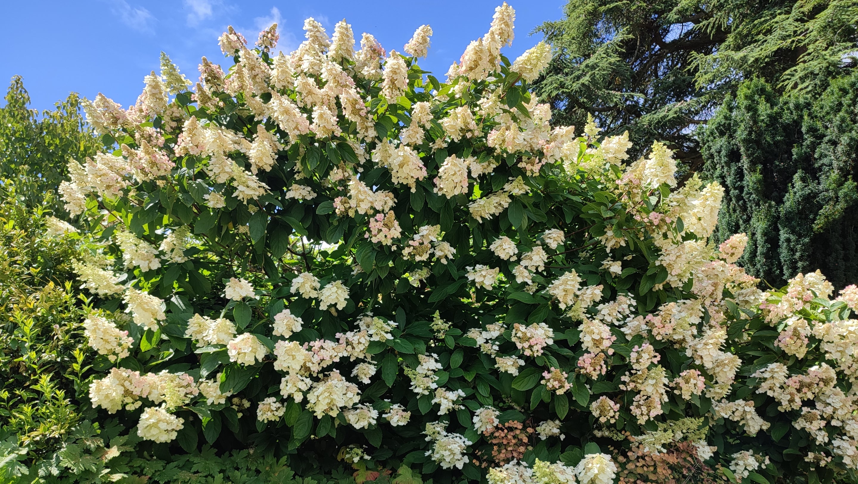 Hydrangea paniculata near the Conservatory