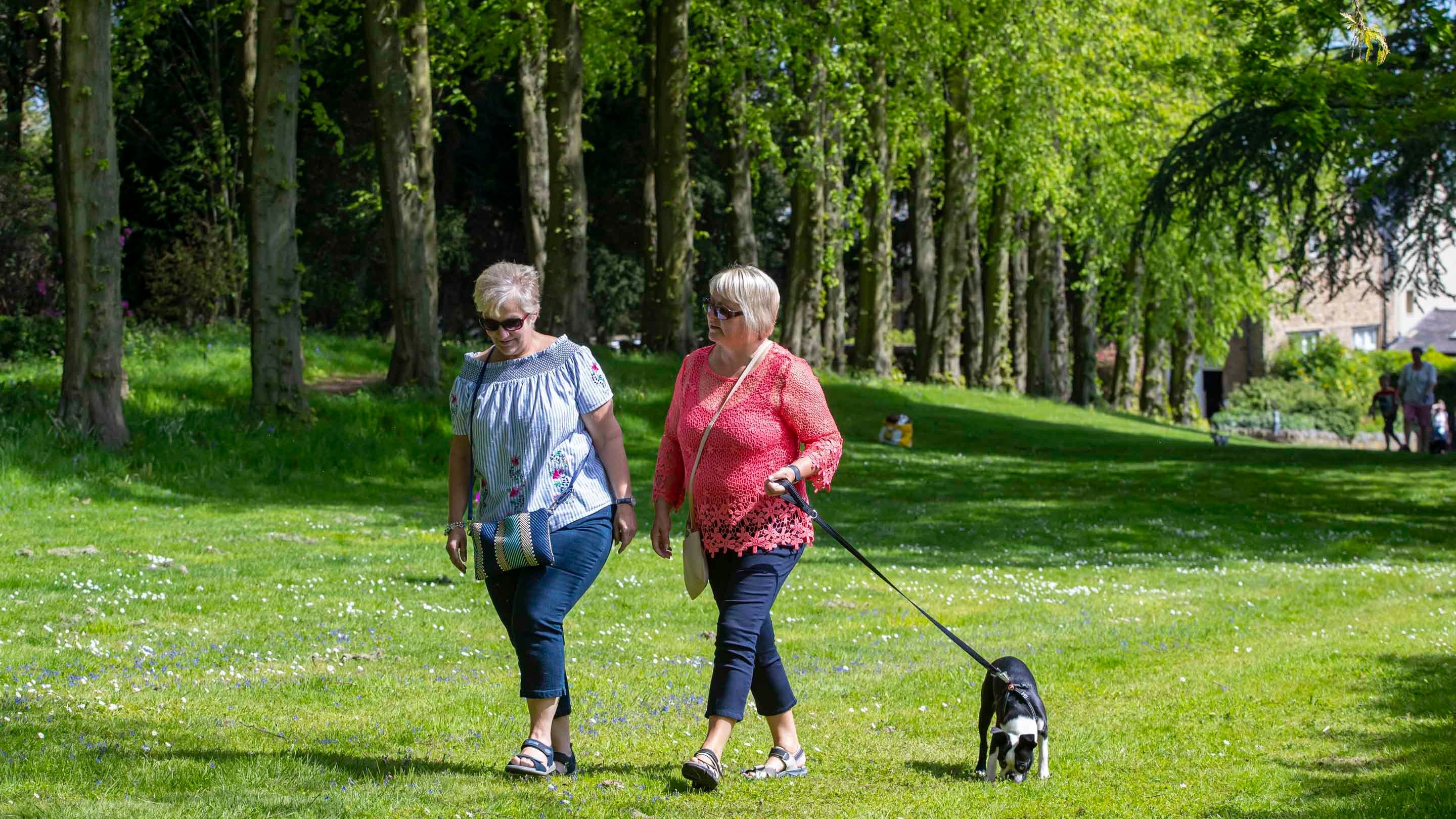 Can Dogs Walk On New Sod