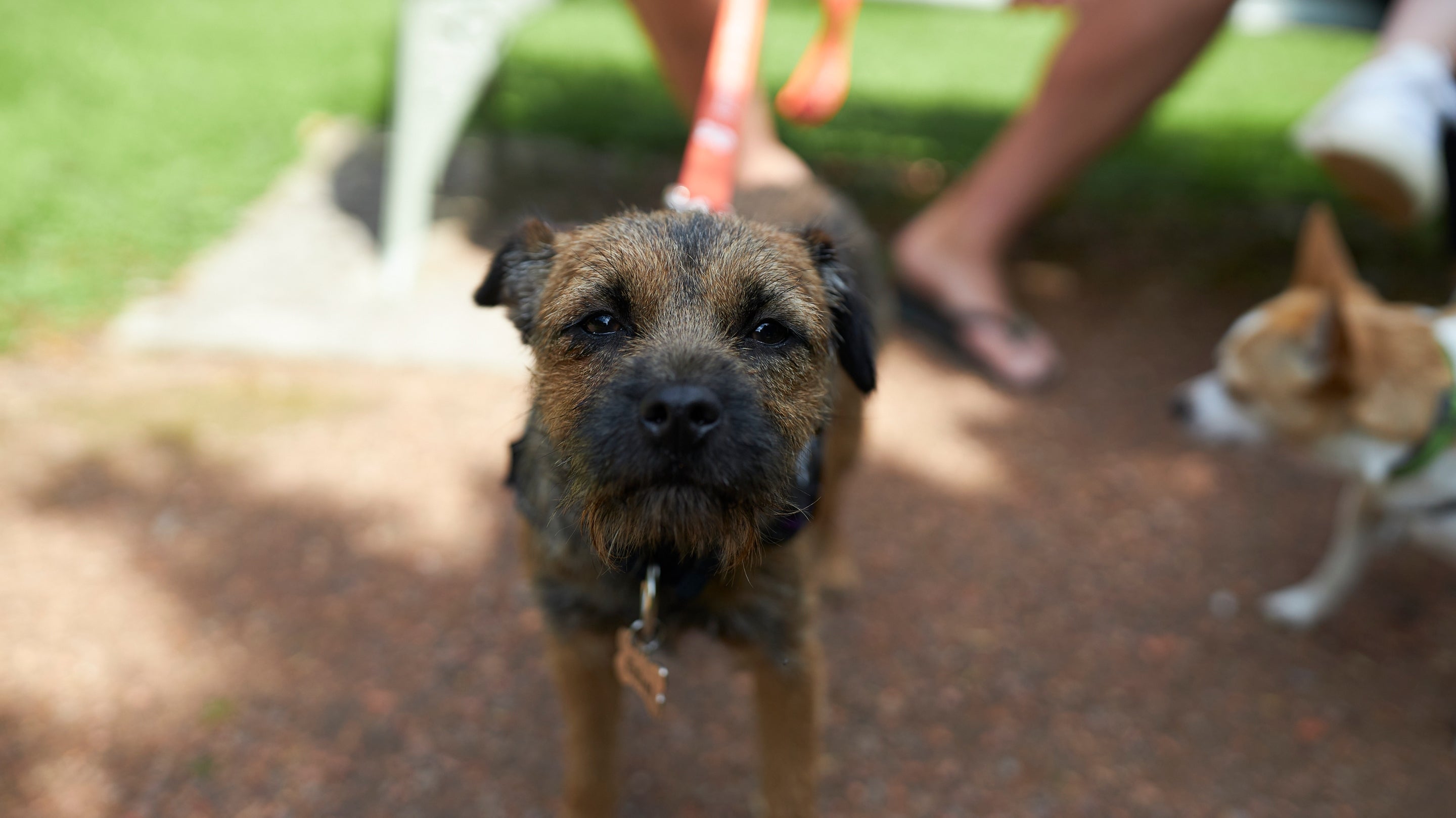 A dog on a lead stares into the camera lens