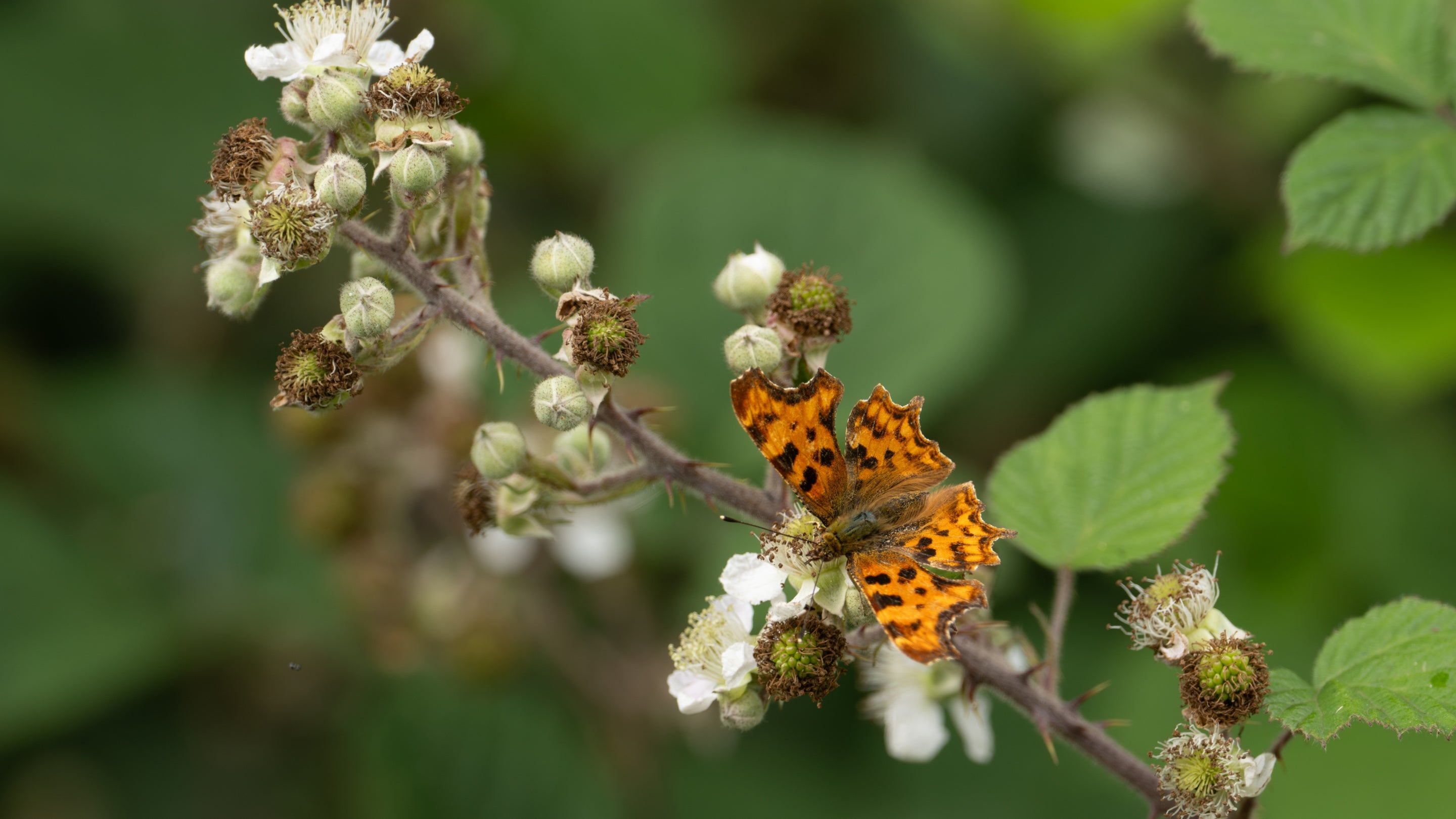 A comma butterfly rests on a bramble