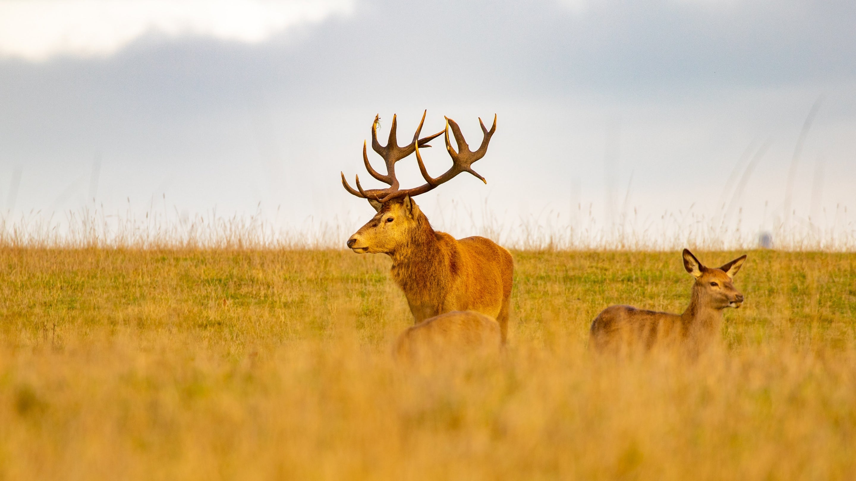 Red deer in the grassland at Wentworth Castle Gardens