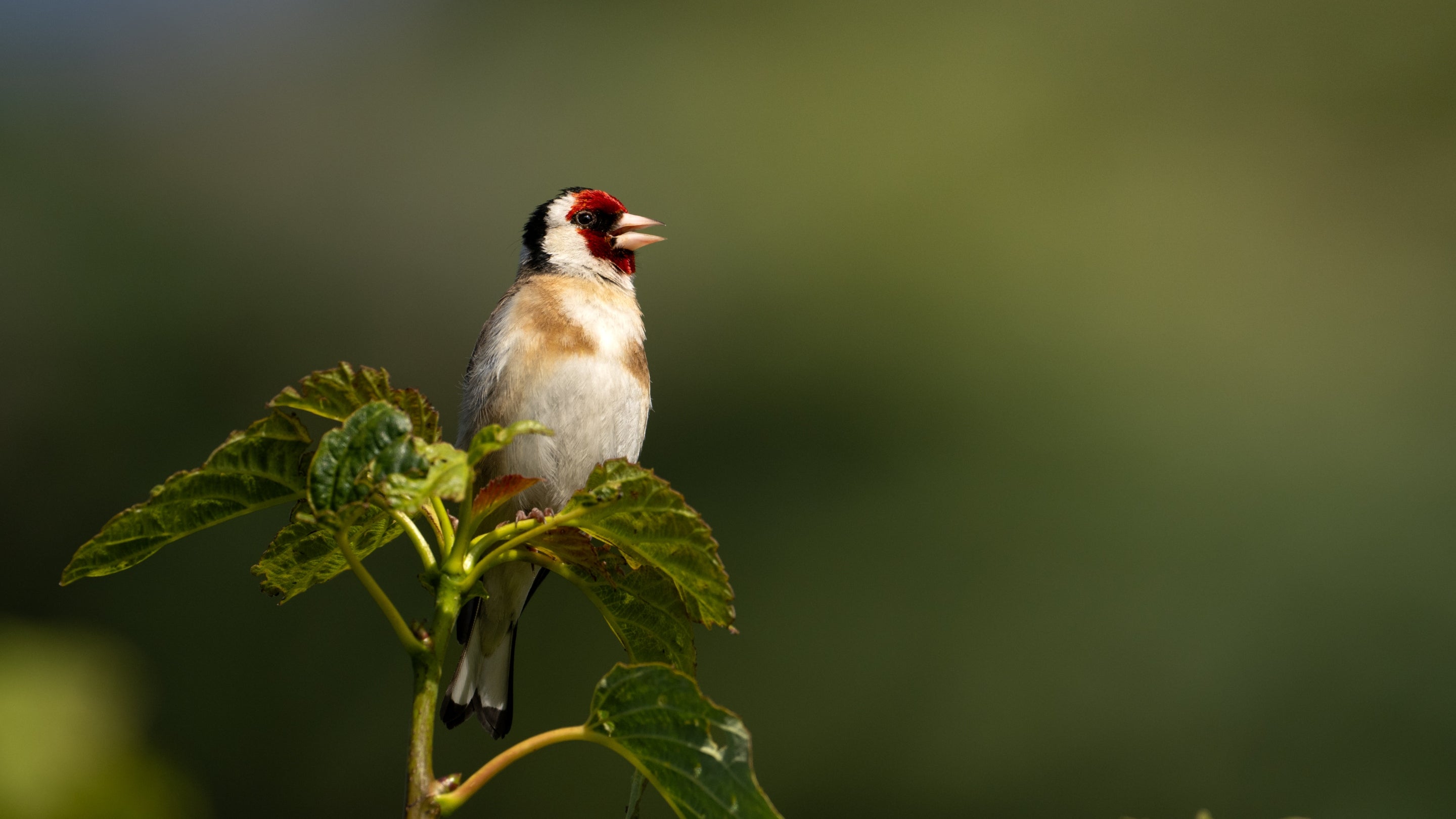 A goldfinch calling from a tree top