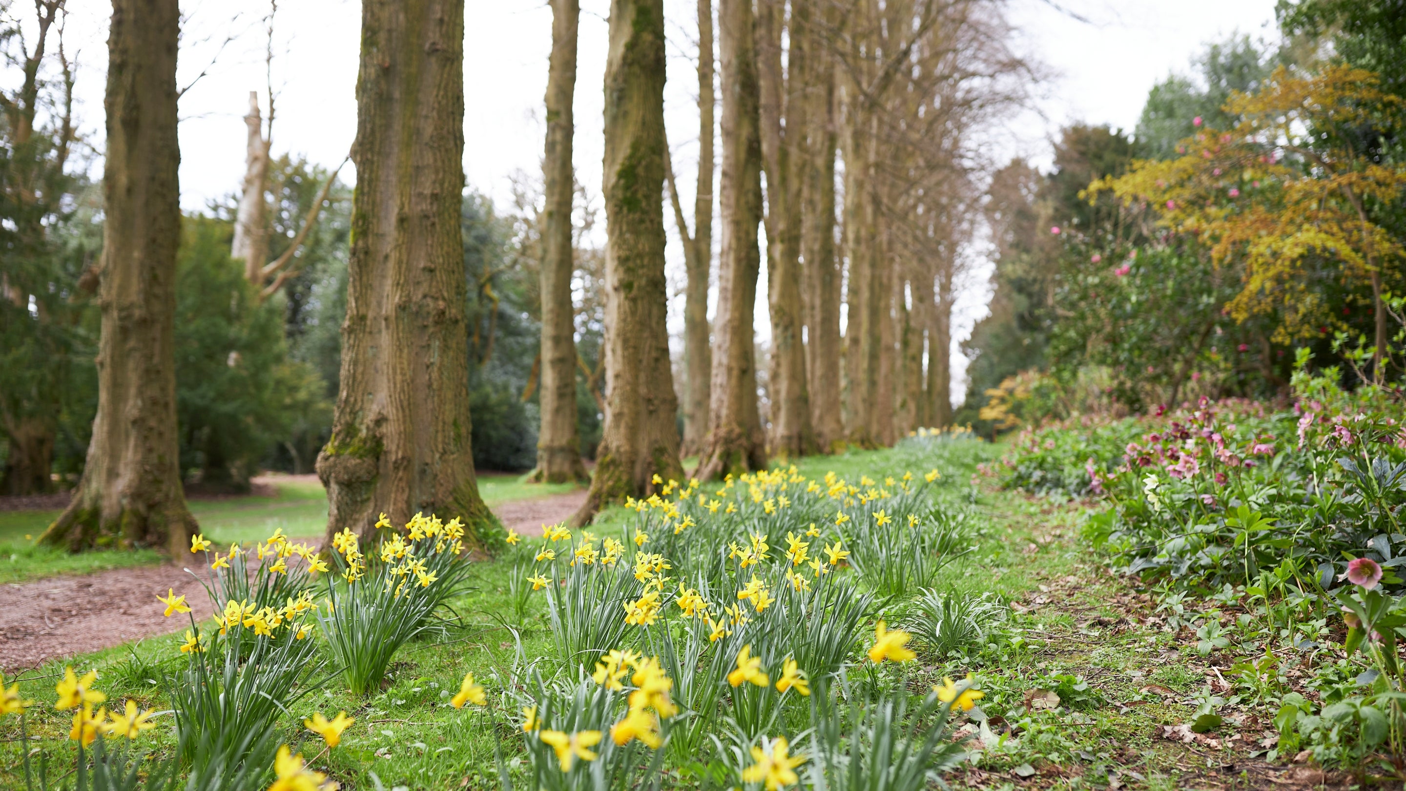 Lady Lucy's walk in spring