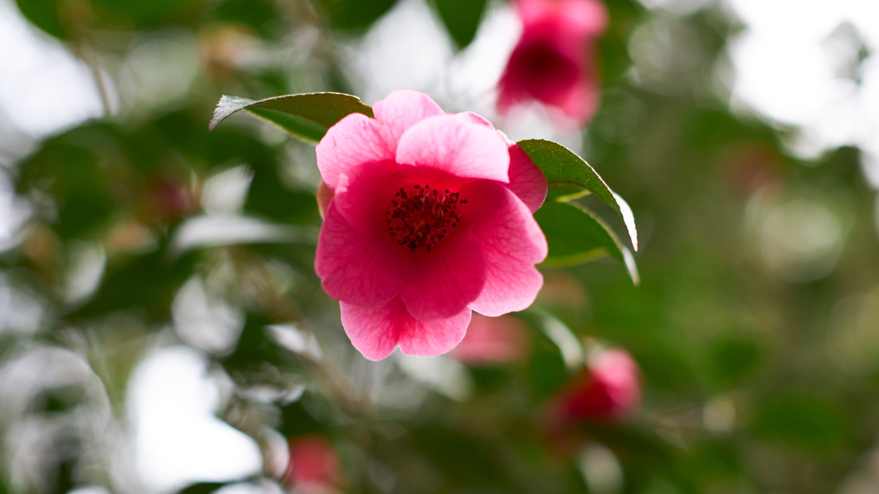 A pink camellia flower opening at Wentworth Castle Gardens