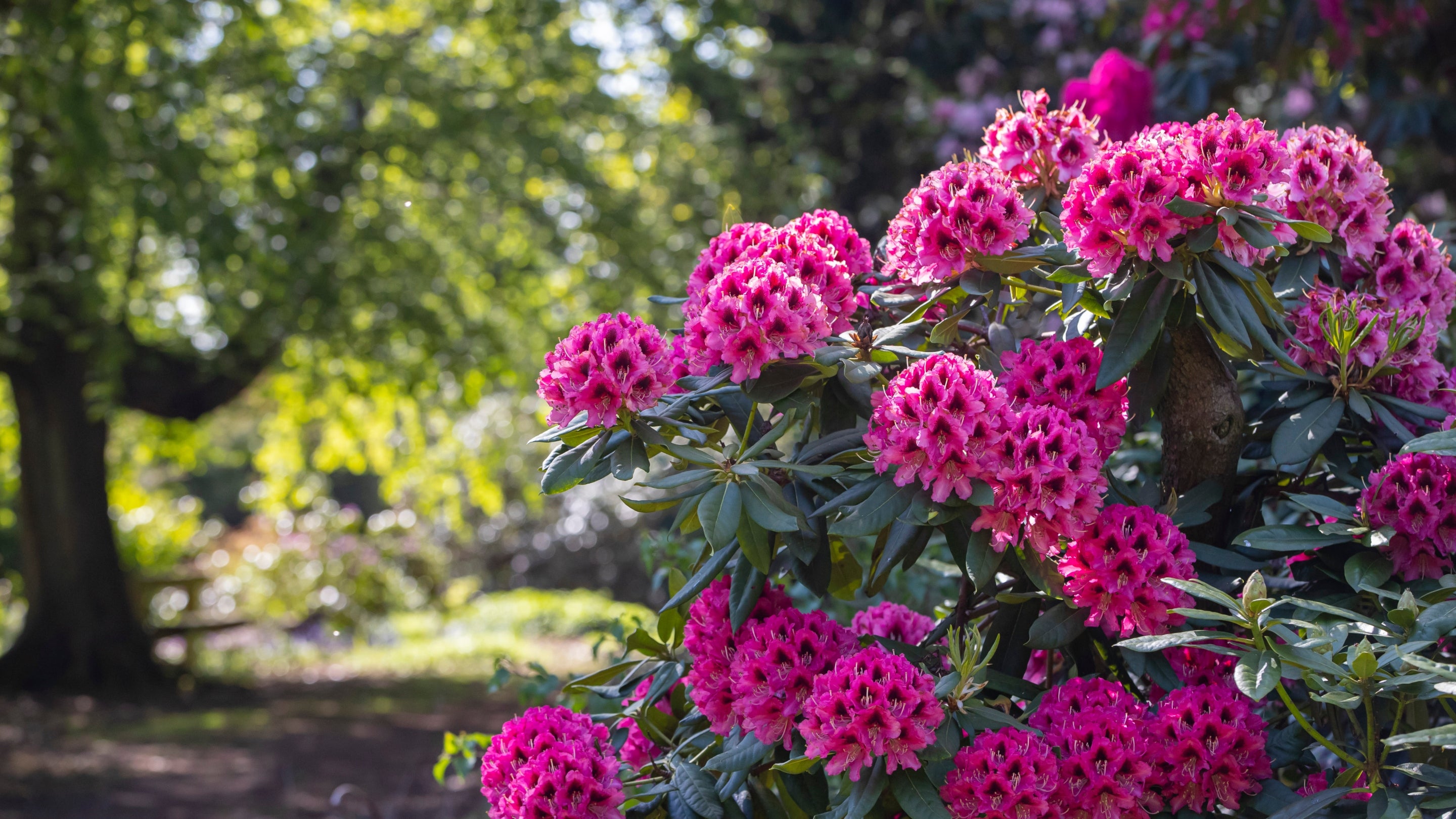 Deep pink rhododendrons at Wentworth Castle Gardens