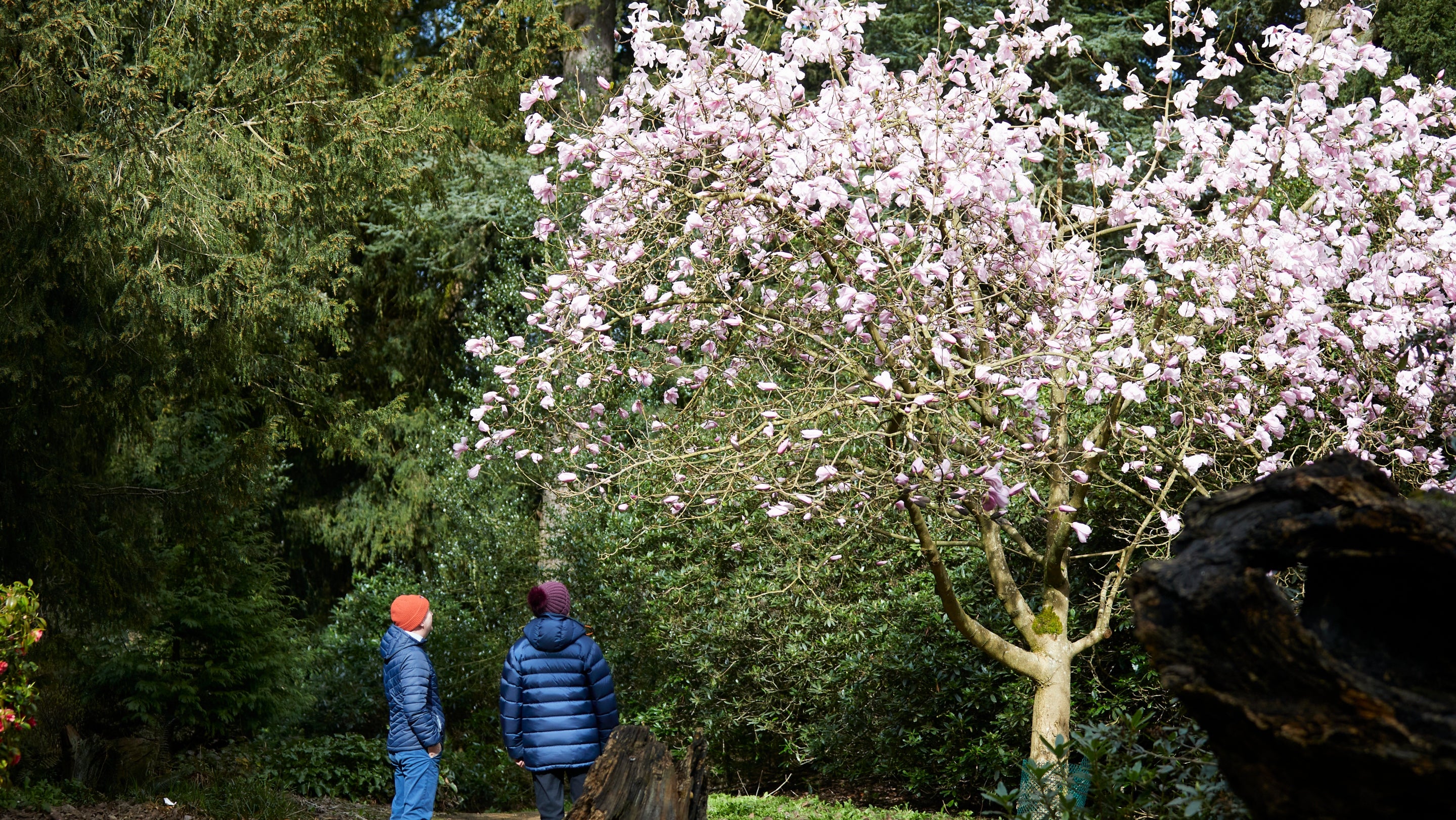 Visitors admiring flowering magnolia at Wentworth Castle Gardens