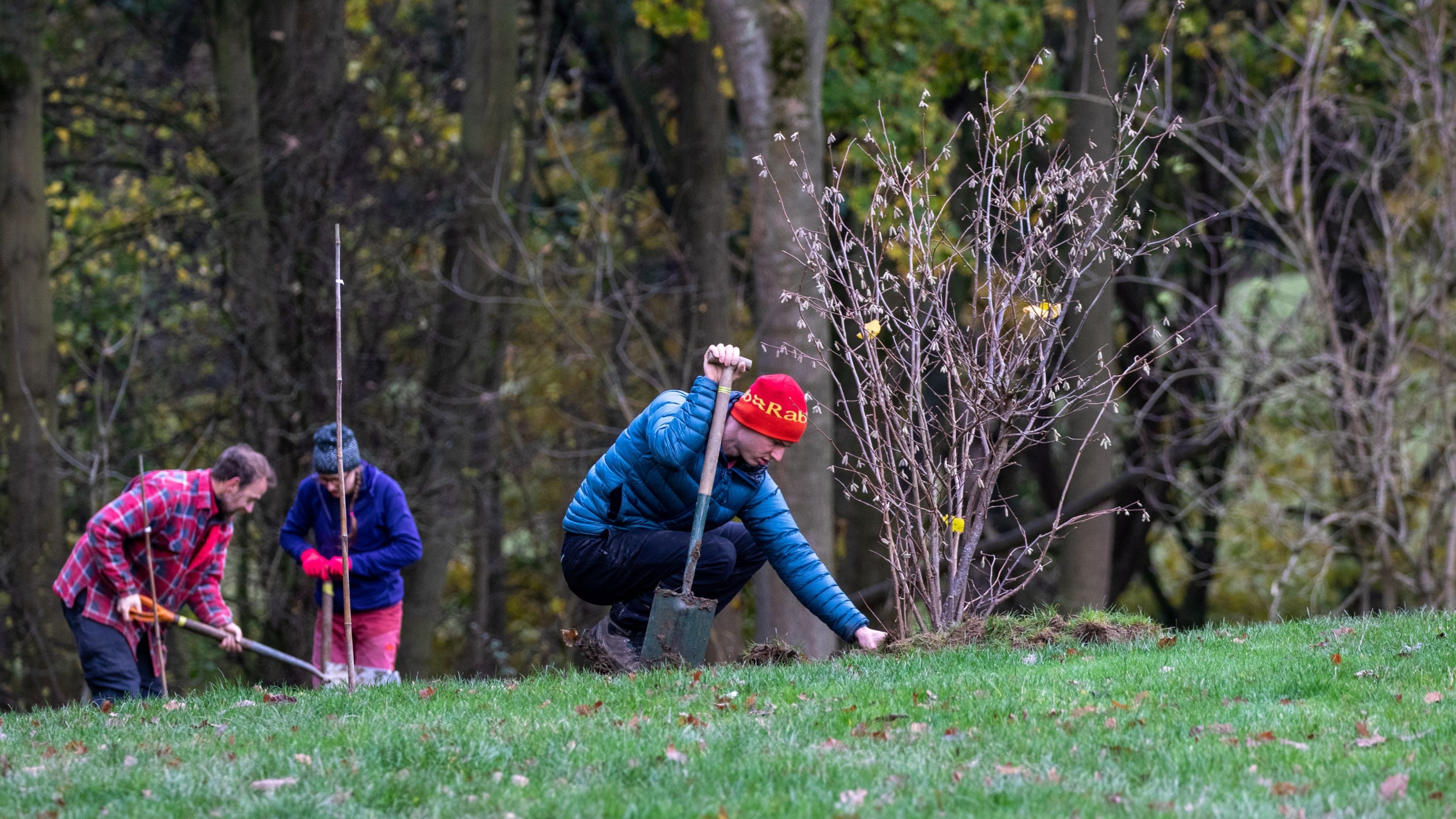 Planting trees at Wentworth Castle Gardens