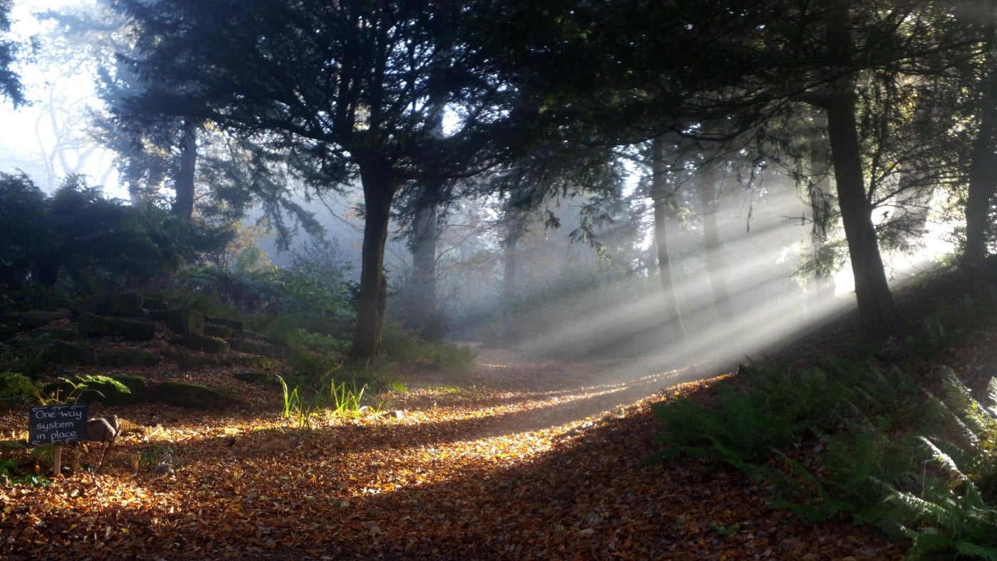 Light streaming through the winter trees in a woodland