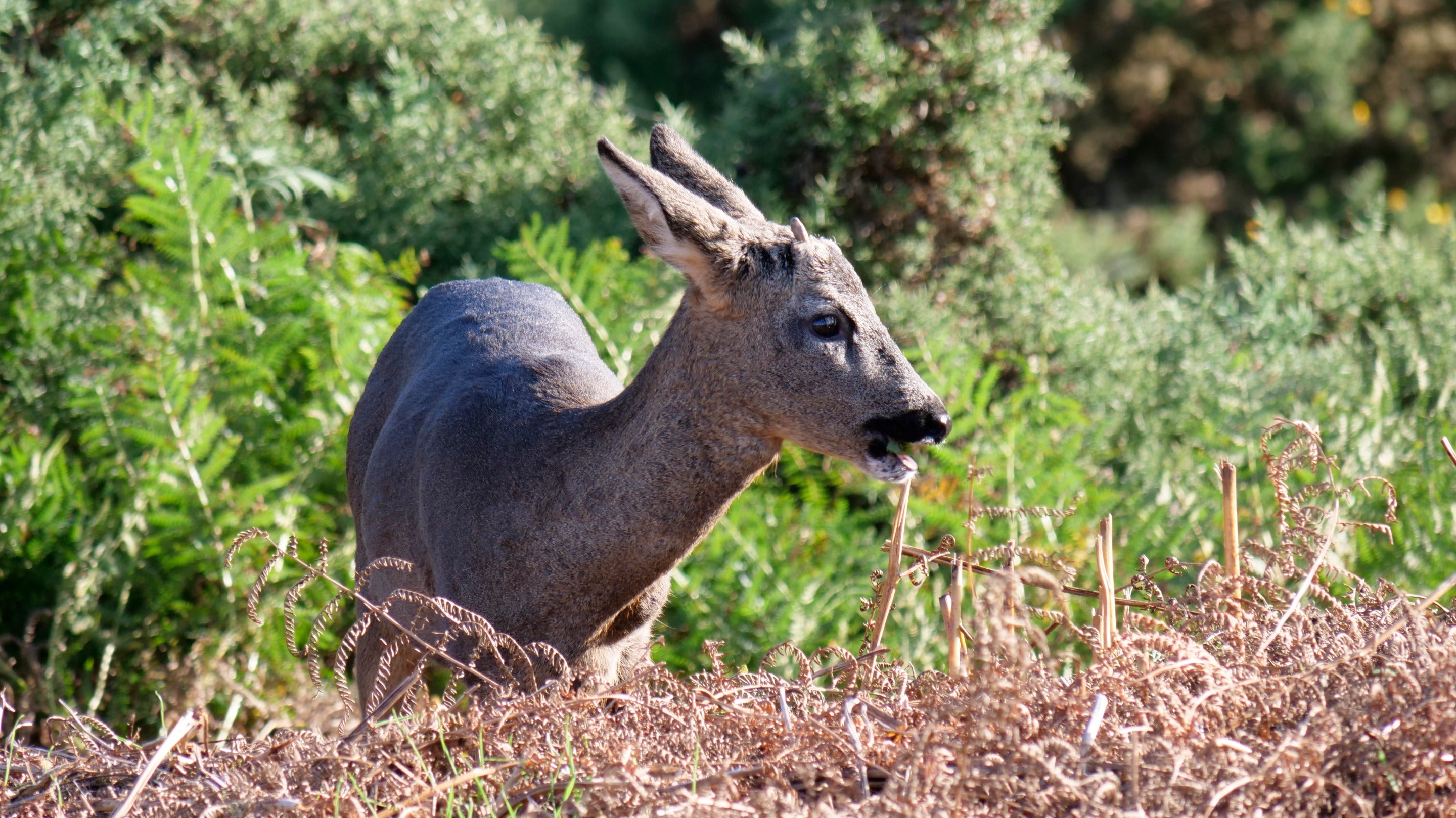 Roe deer at the Yorkshire Coast in autumn