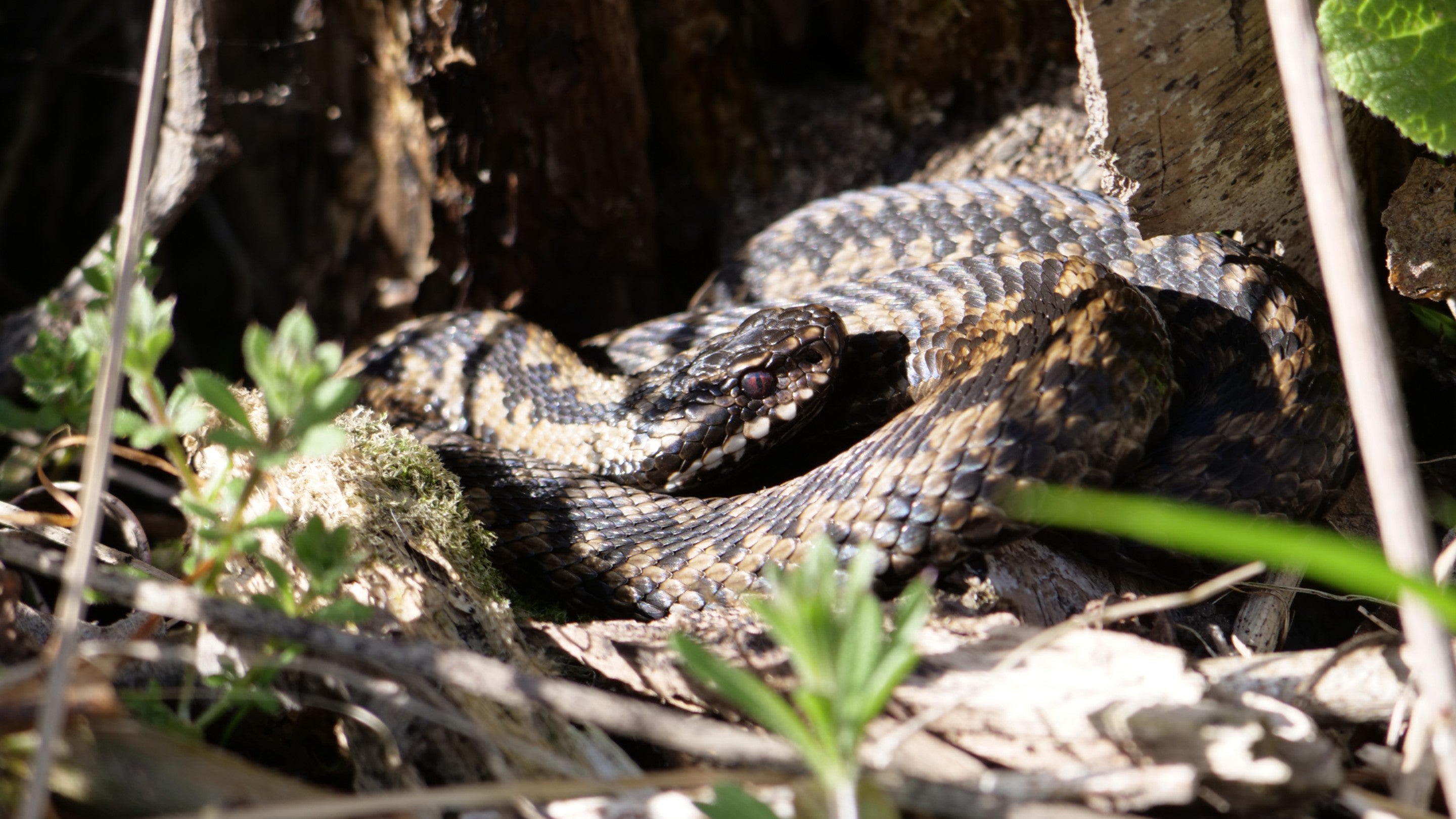 Adder coiled in undergrowth