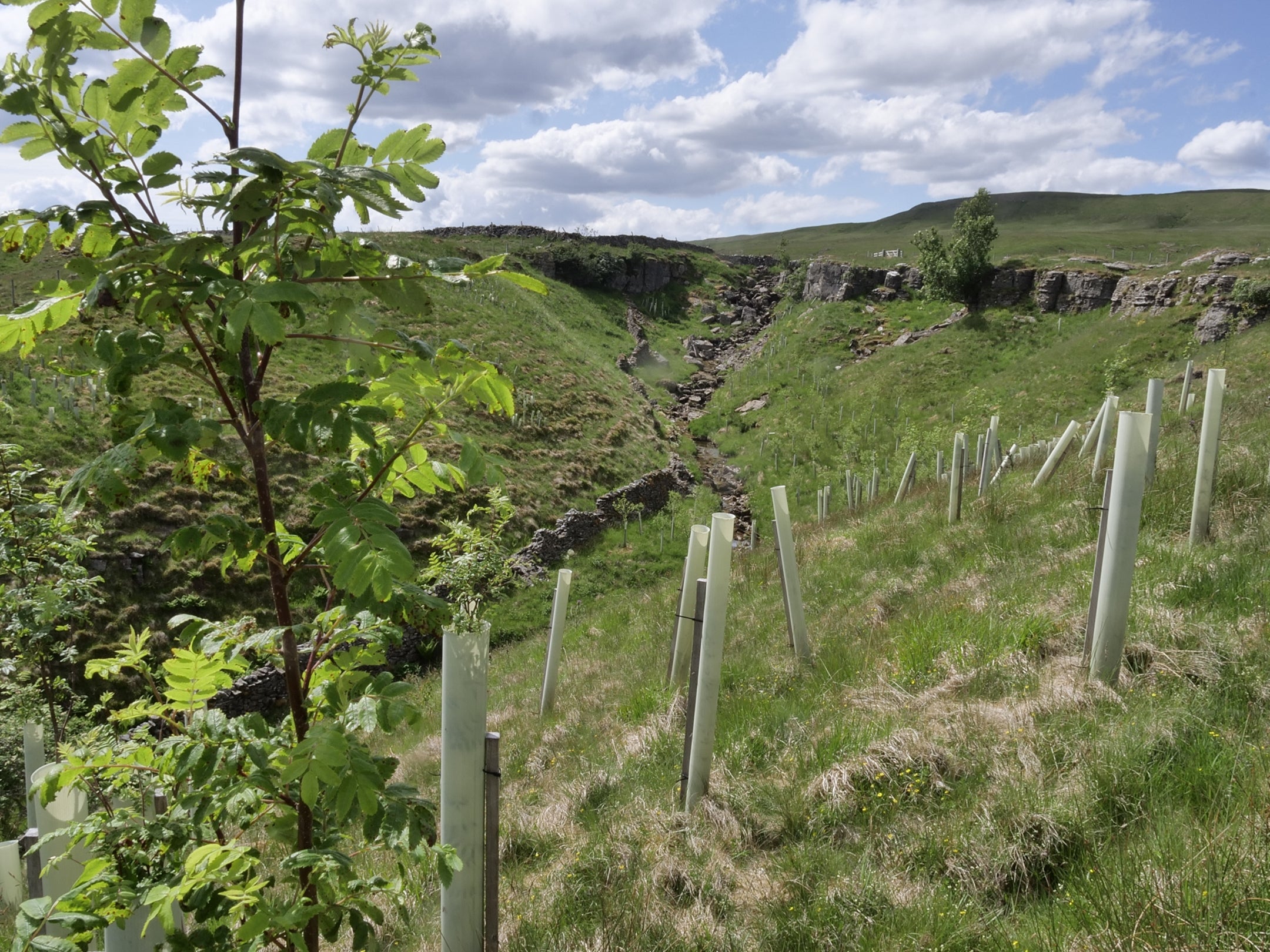 Recently planted trees at Crook Gill in Upper Wharfedale, Yorkshire Dales