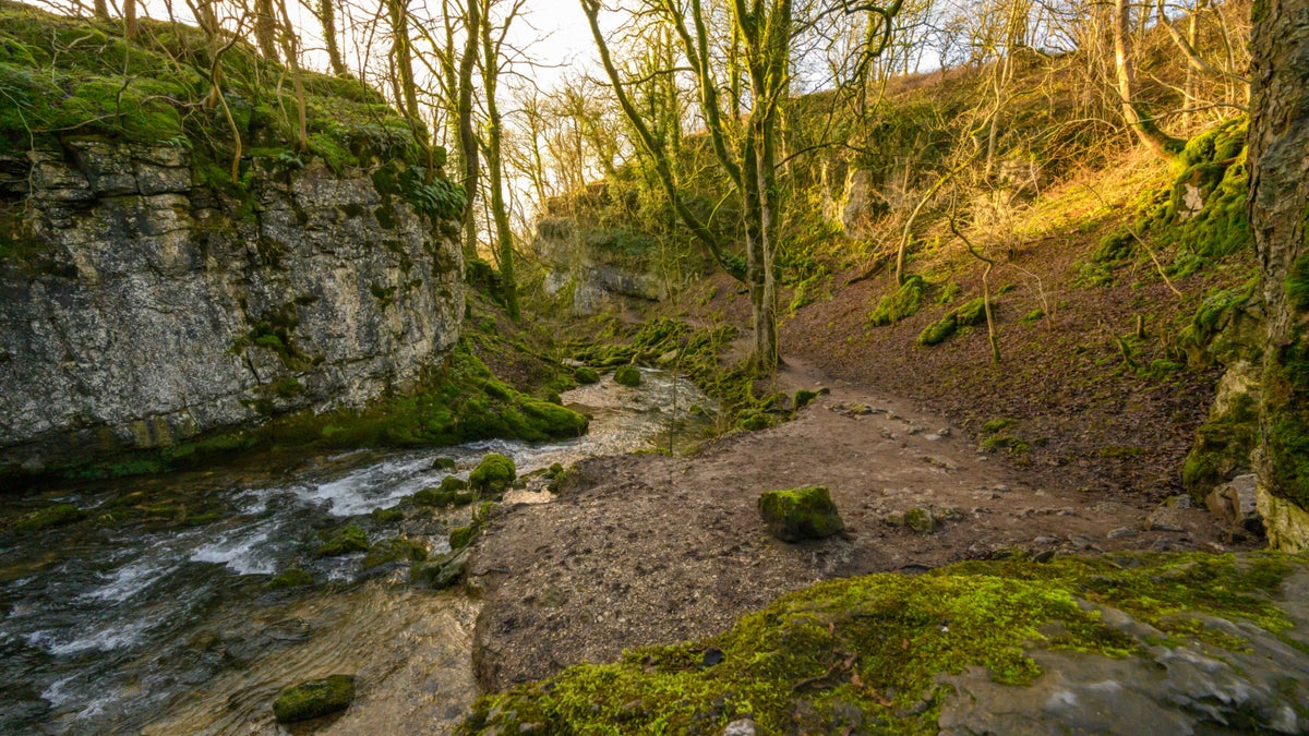Forest bathing Mindfulness Woodlands National Trust