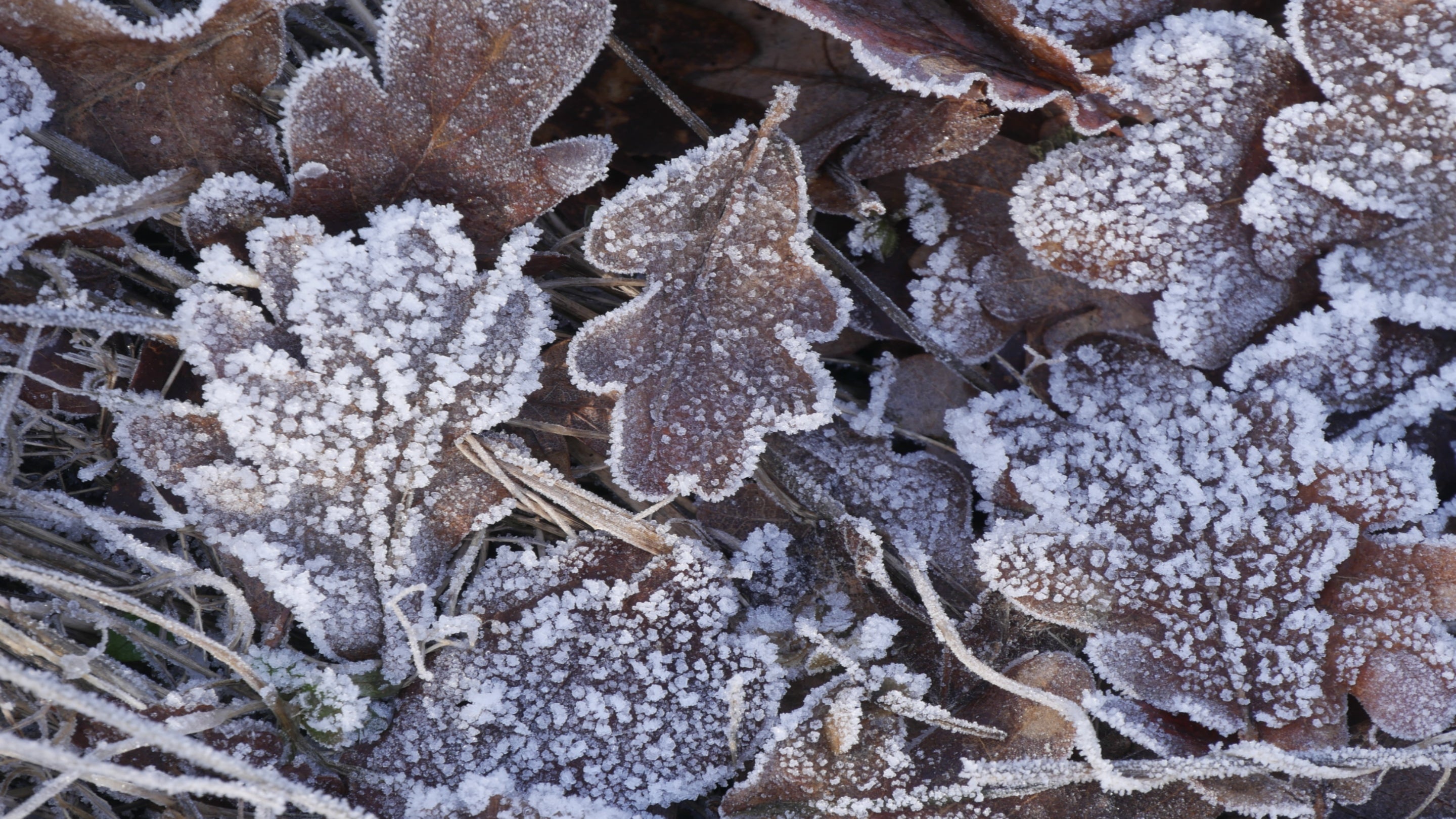 Frosty leaves in Winter time.